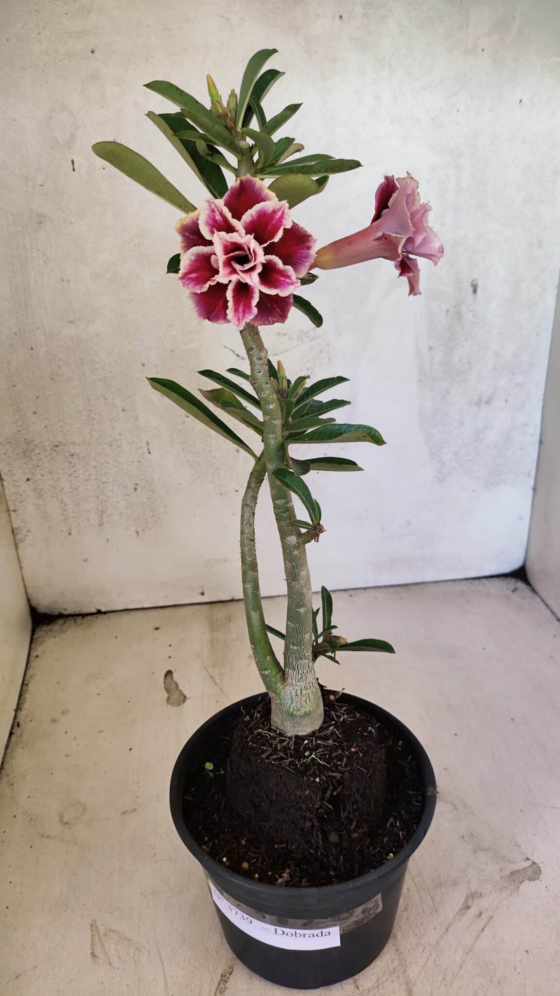 Planta Dobrada 3739 – 35cm – 03 anos - foto 2