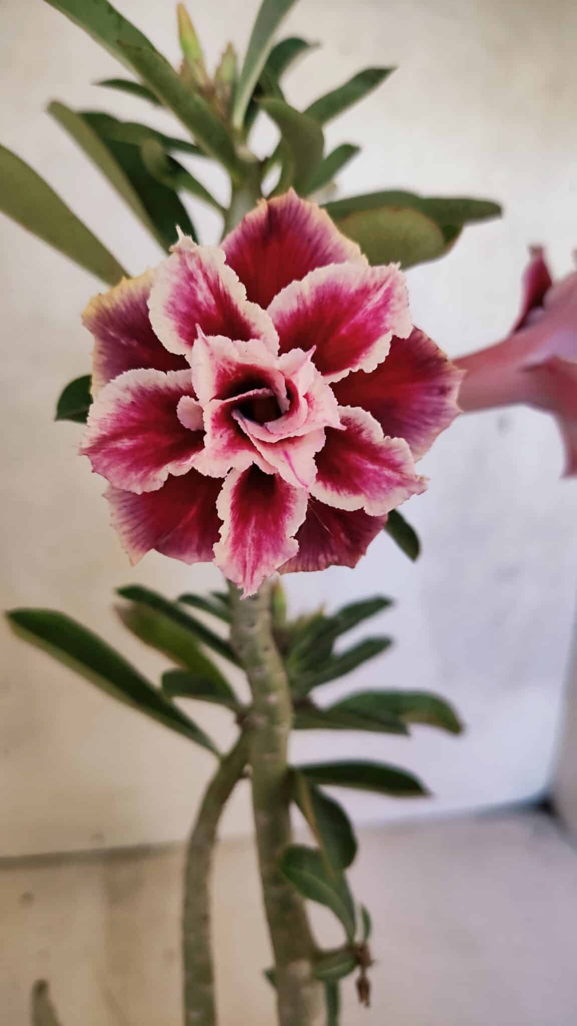 Planta Dobrada 3739 – 35cm – 03 anos - foto 3
