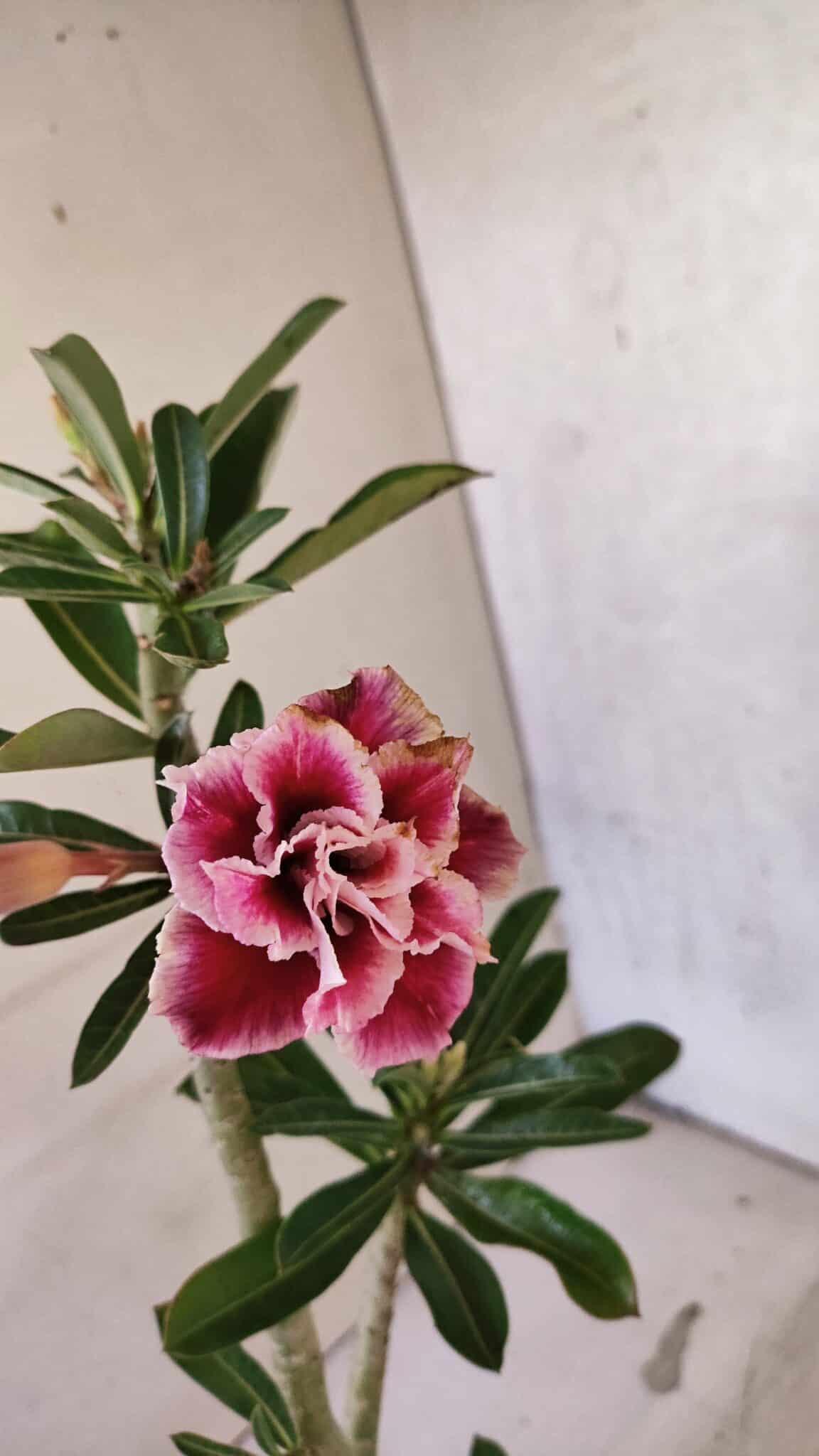 Planta Dobrada 3739 – 35cm – 03 anos - foto 4