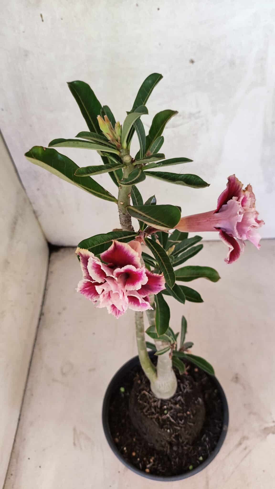 Planta Dobrada 3739 – 35cm – 03 anos - foto 5