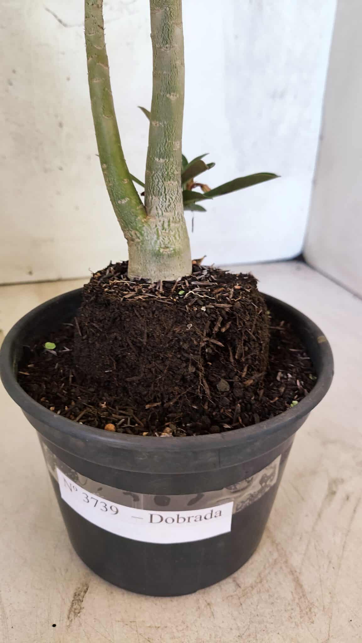 Planta Dobrada 3739 – 35cm – 03 anos - foto 8