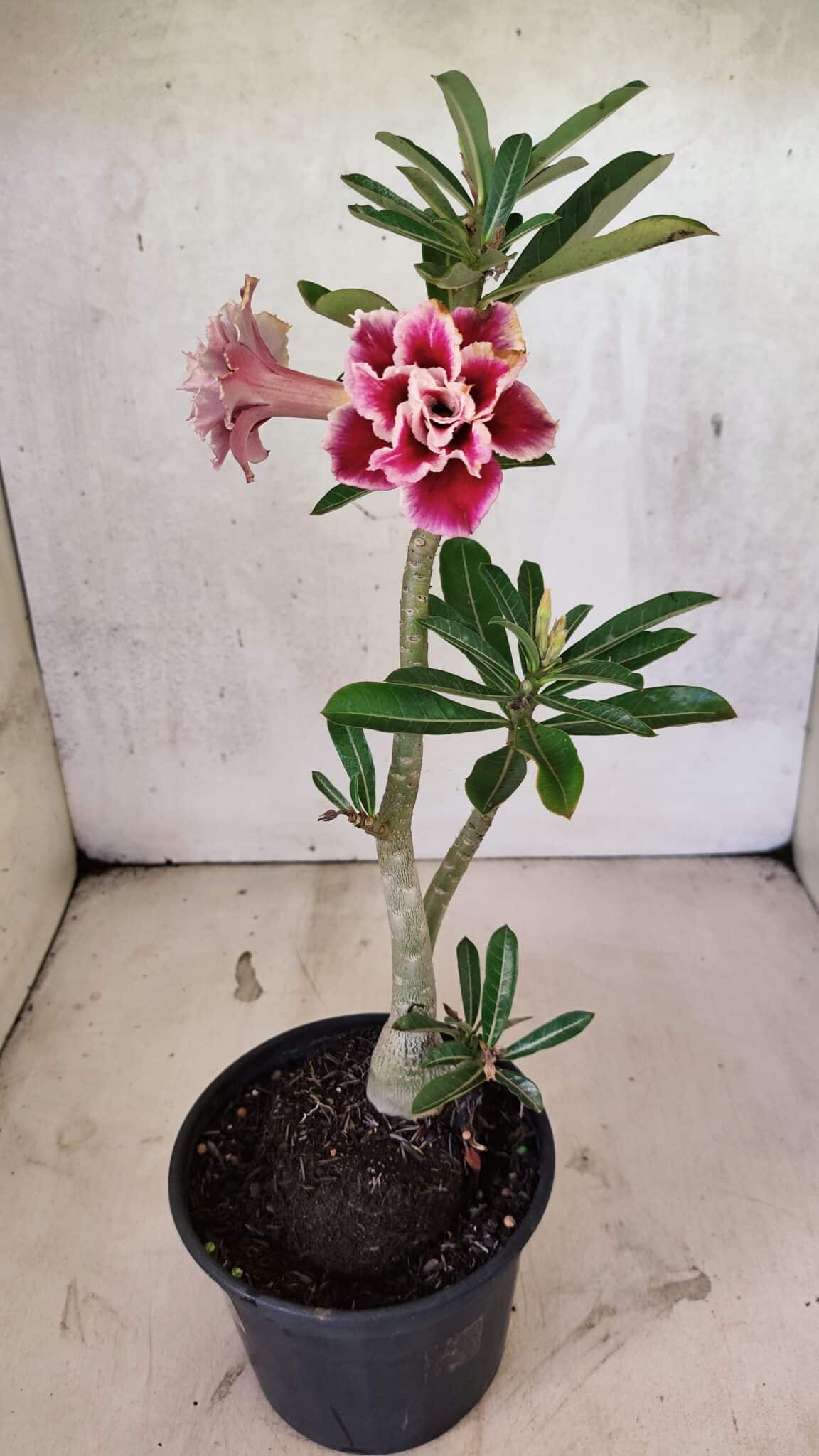 Planta Dobrada 3739 – 35cm – 03 anos - foto 7