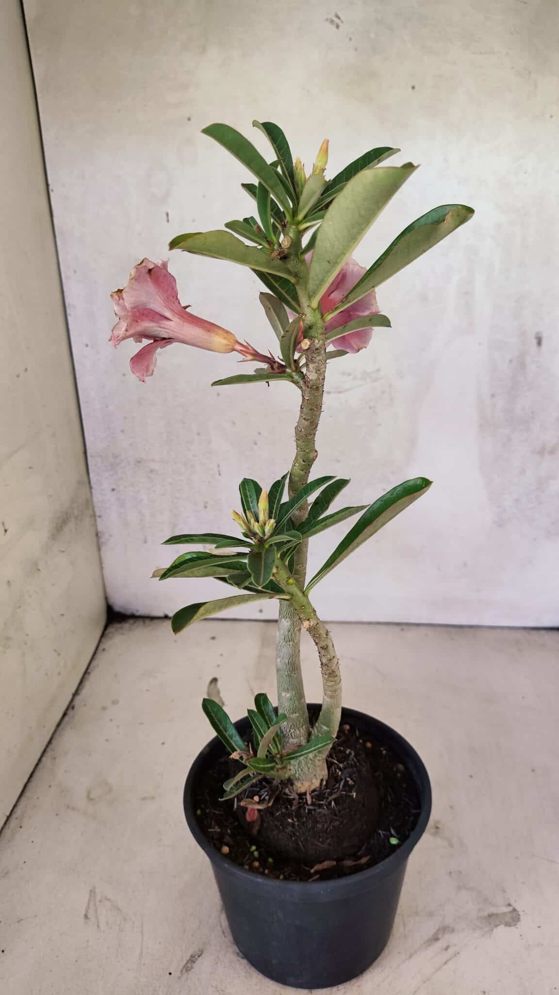 Planta Dobrada 3739 – 35cm – 03 anos - foto 6