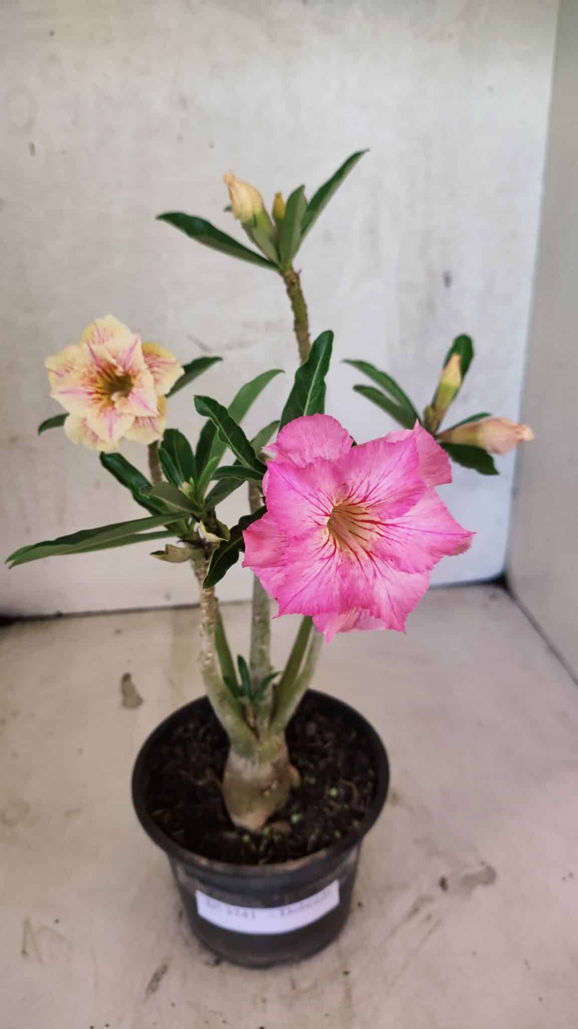 Planta Dobrada 3741 – 30cm – 02 anos - foto 2