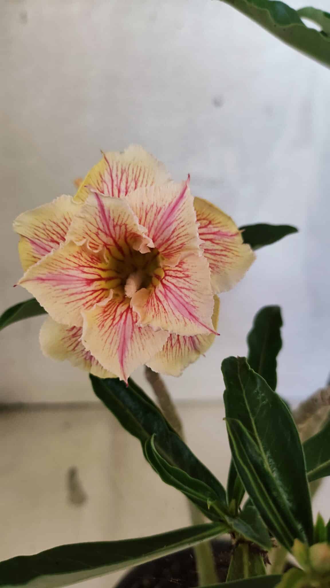 Planta Dobrada 3741 – 30cm – 02 anos - foto 3