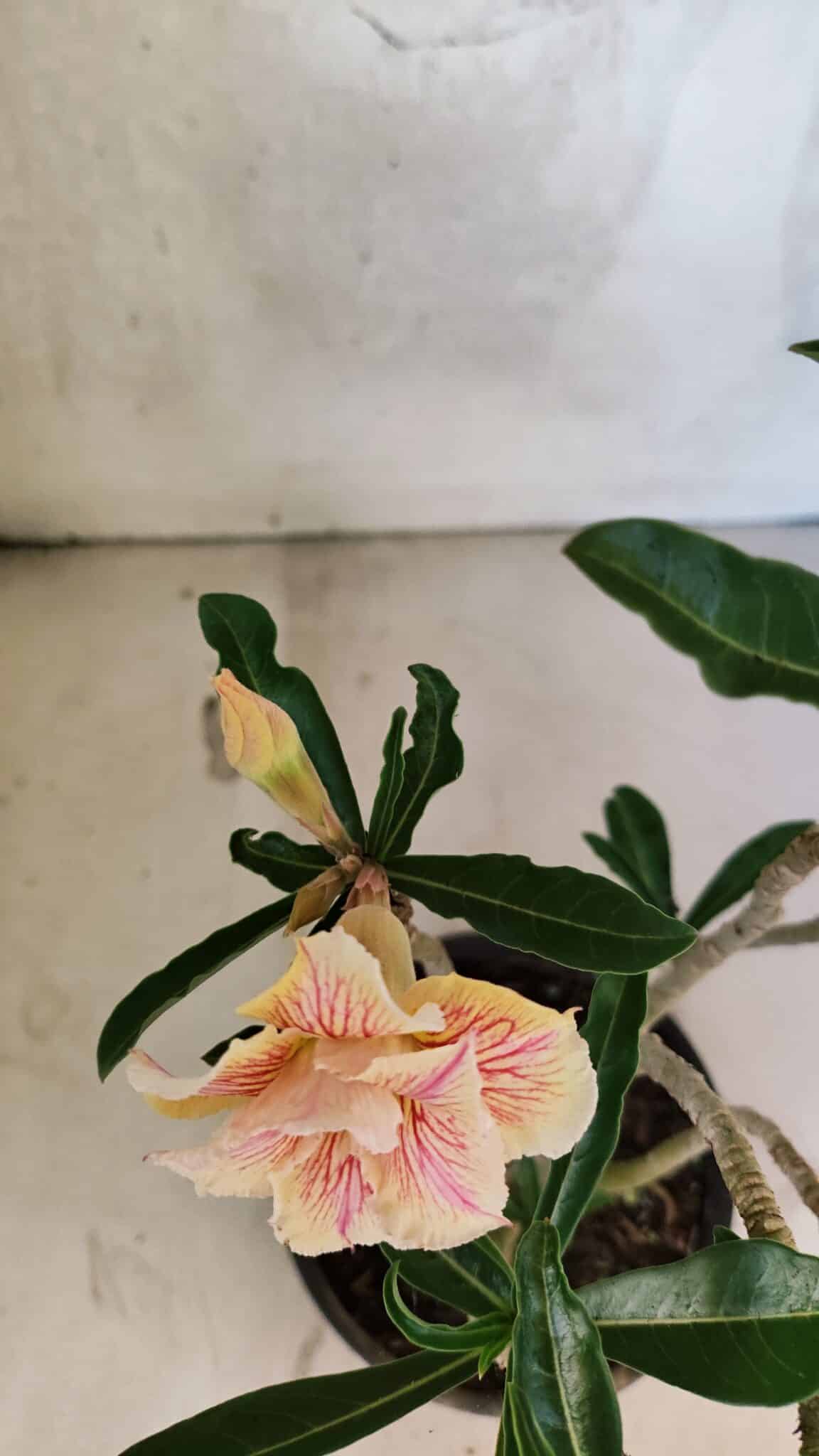 Planta Dobrada 3741 – 30cm – 02 anos - foto 4