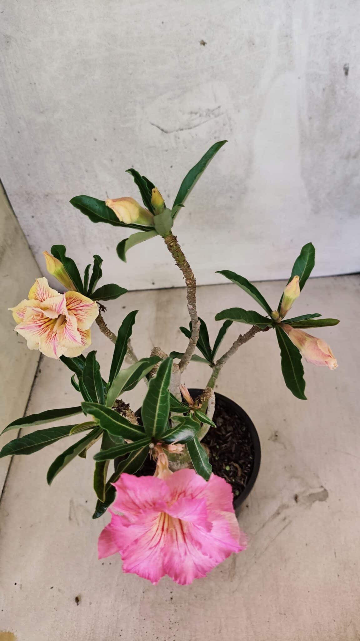 Planta Dobrada 3741 – 30cm – 02 anos - foto 5