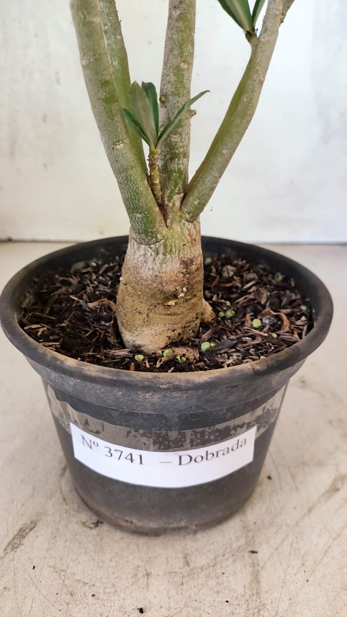 Planta Dobrada 3741 – 30cm – 02 anos - foto 7