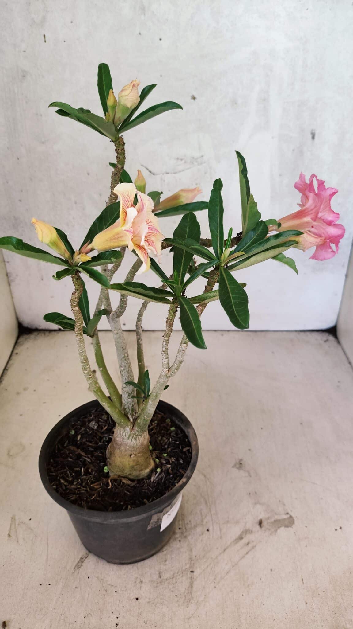 Planta Dobrada 3741 – 30cm – 02 anos - foto 6