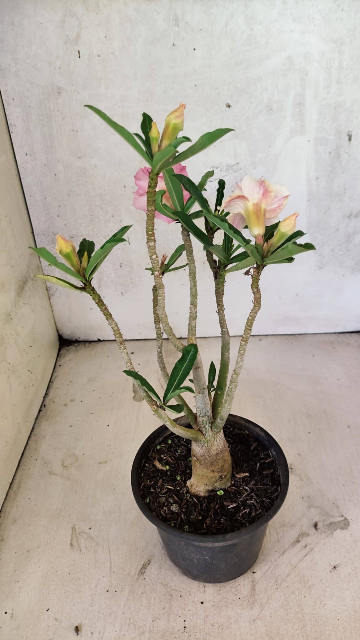 Planta Dobrada 3741 – 30cm – 02 anos - foto 8