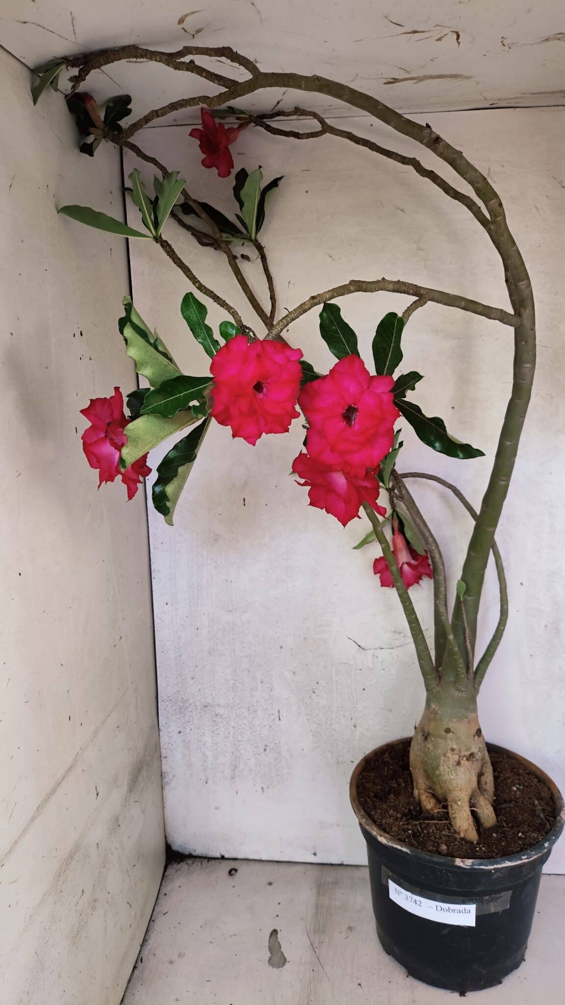 Planta Dobrada 3742 – 60cm – 04 anos - foto 2