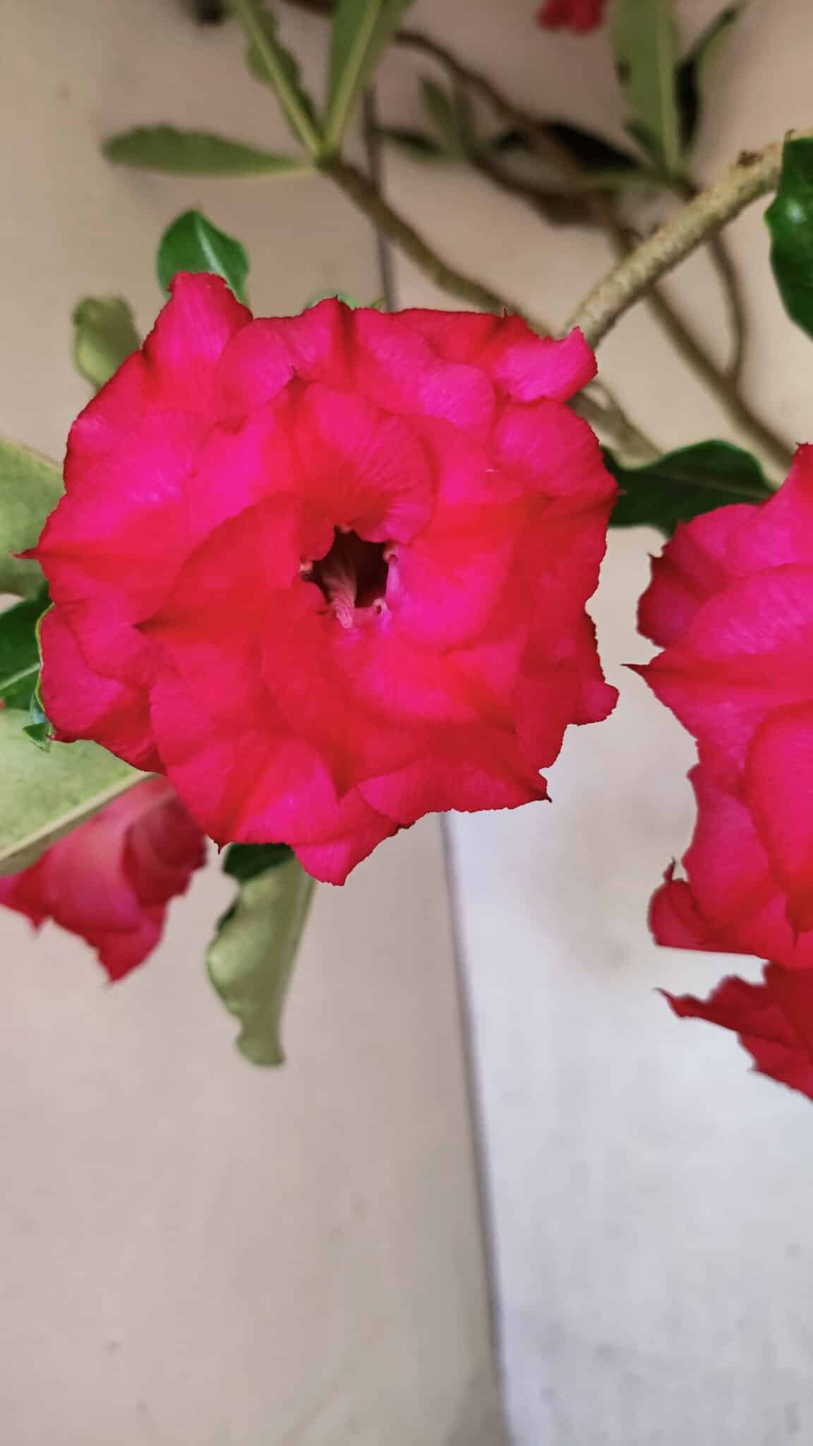 Planta Dobrada 3742 – 60cm – 04 anos - foto 3