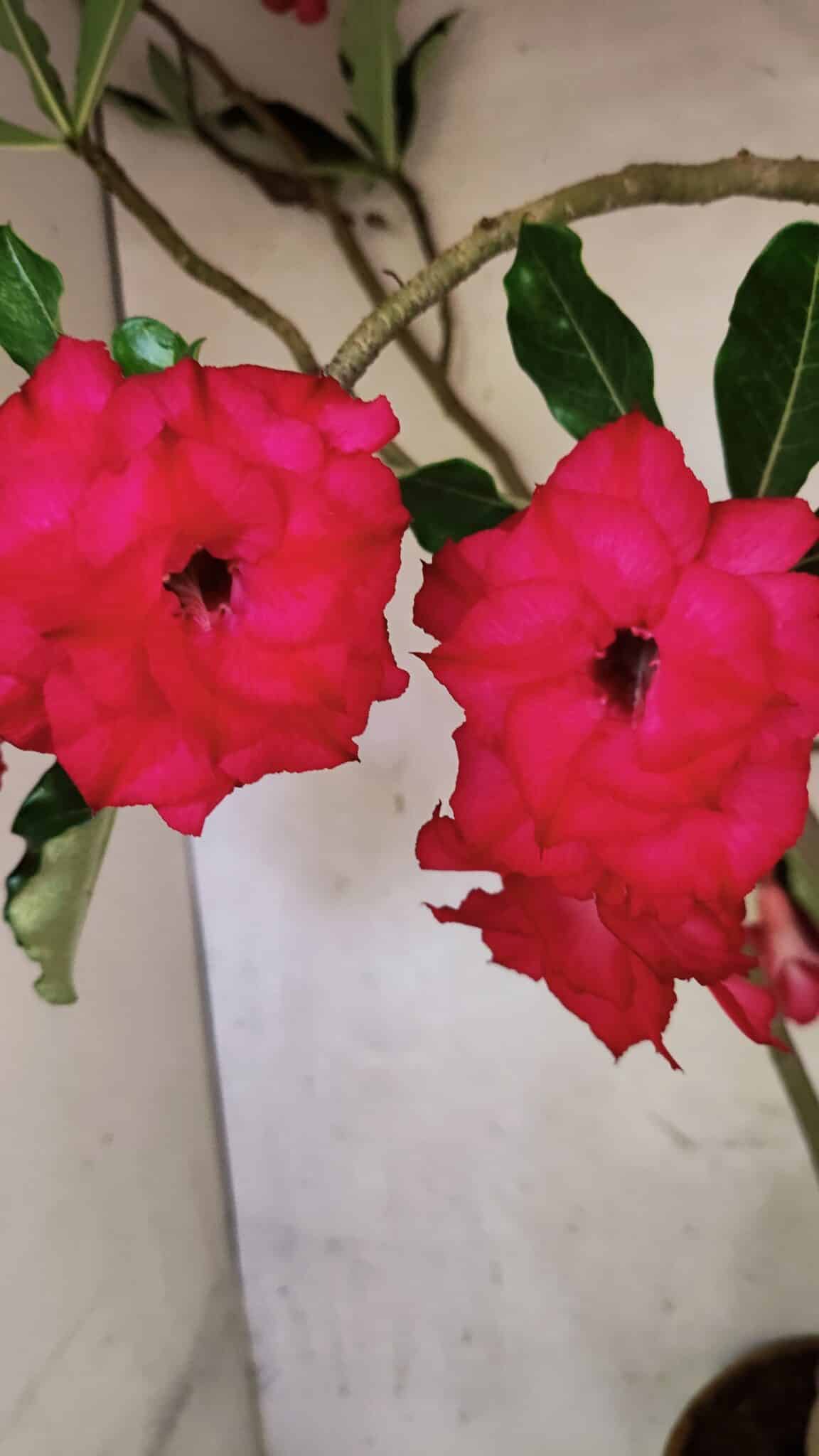 Planta Dobrada 3742 – 60cm – 04 anos - foto 7