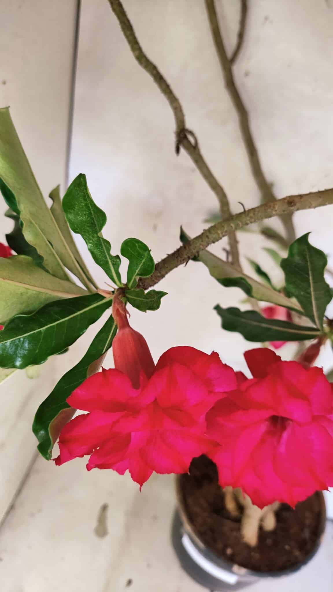 Planta Dobrada 3742 – 60cm – 04 anos - foto 5