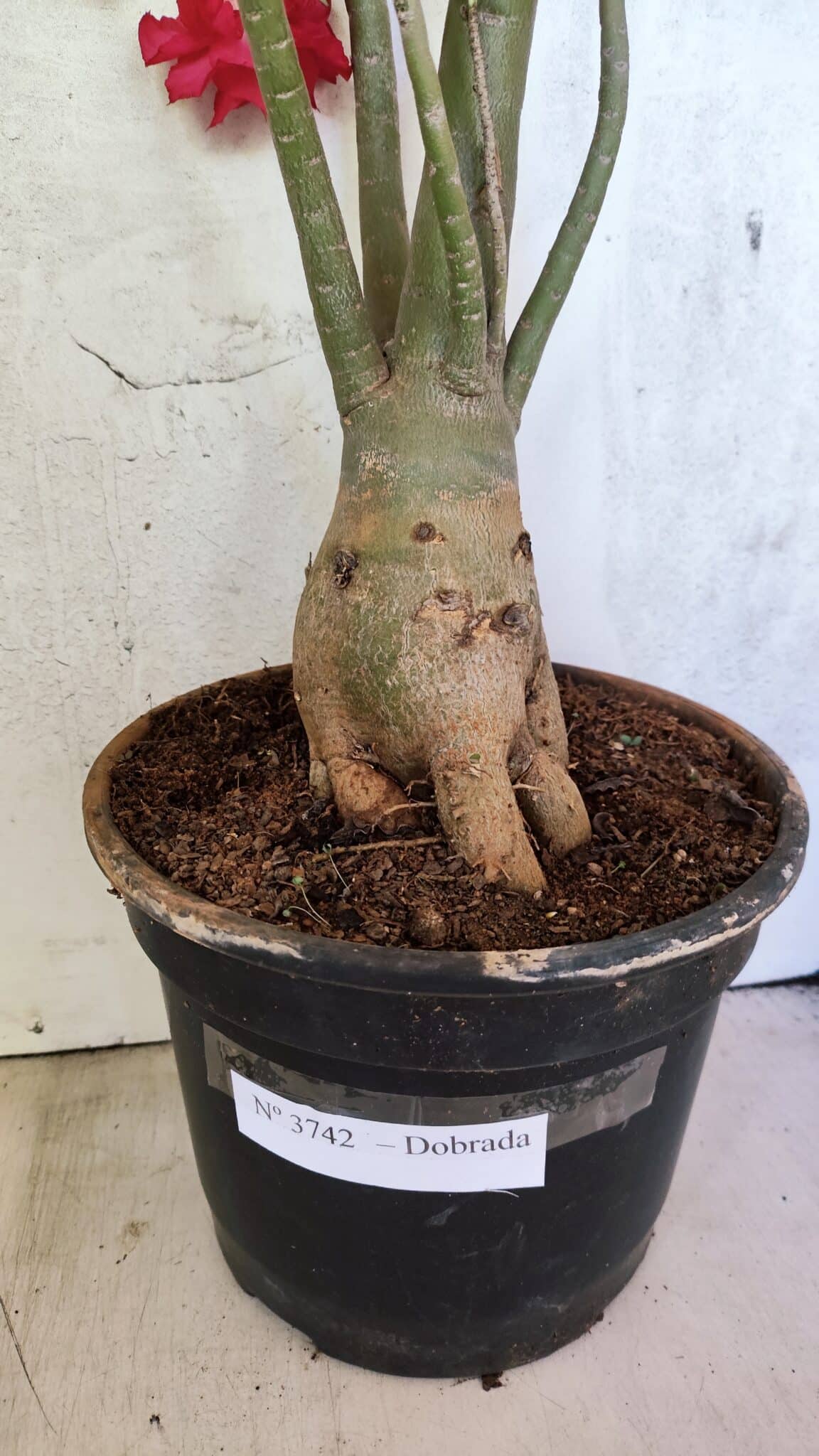 Planta Dobrada 3742 – 60cm – 04 anos - foto 10