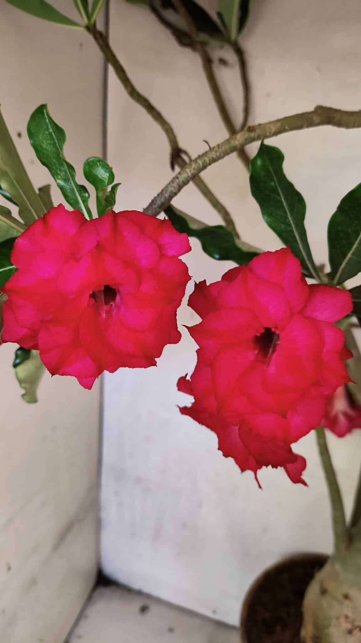 Planta Dobrada 3742 – 60cm – 04 anos - foto 4