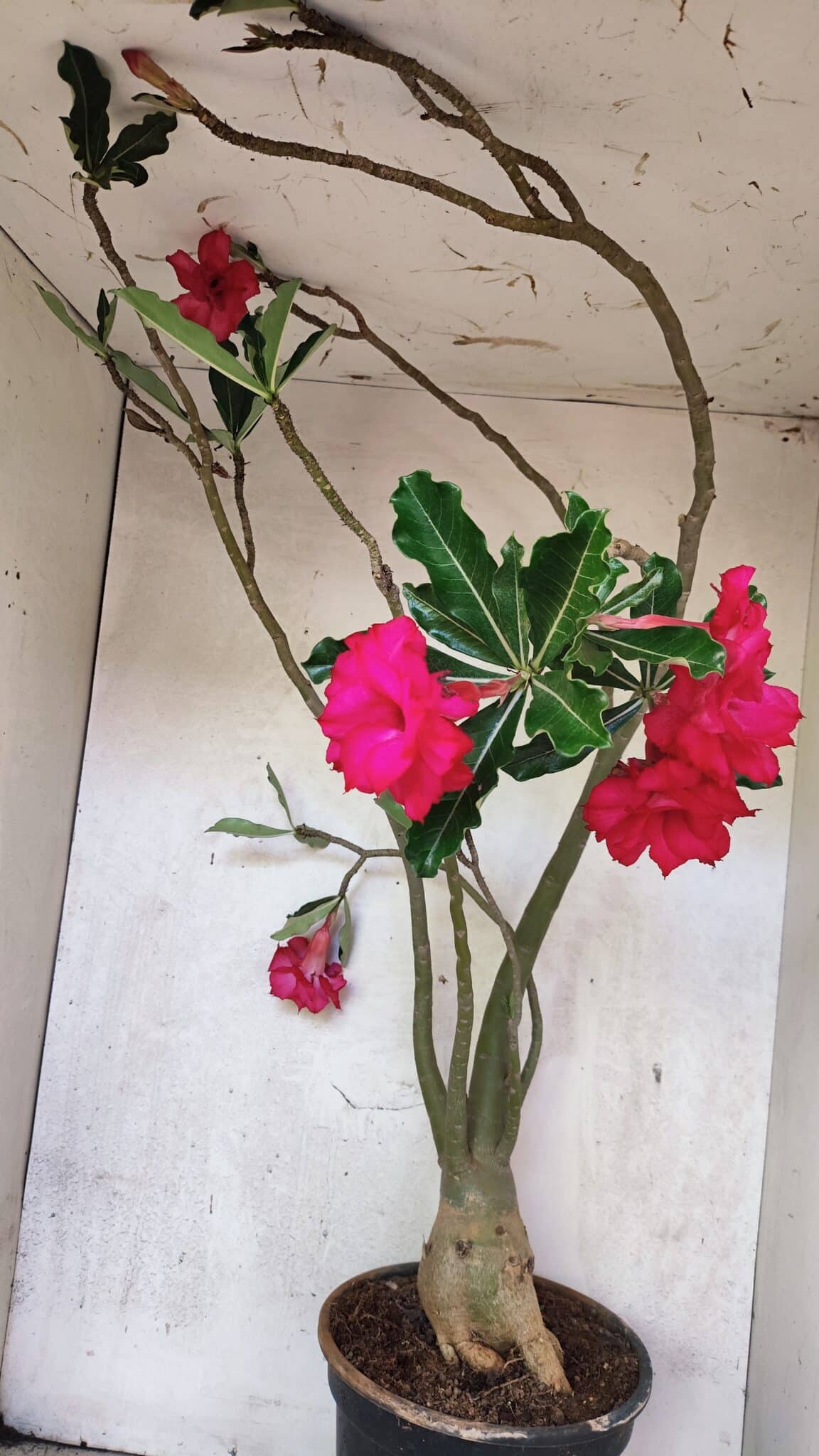 Planta Dobrada 3742 – 60cm – 04 anos - foto 9