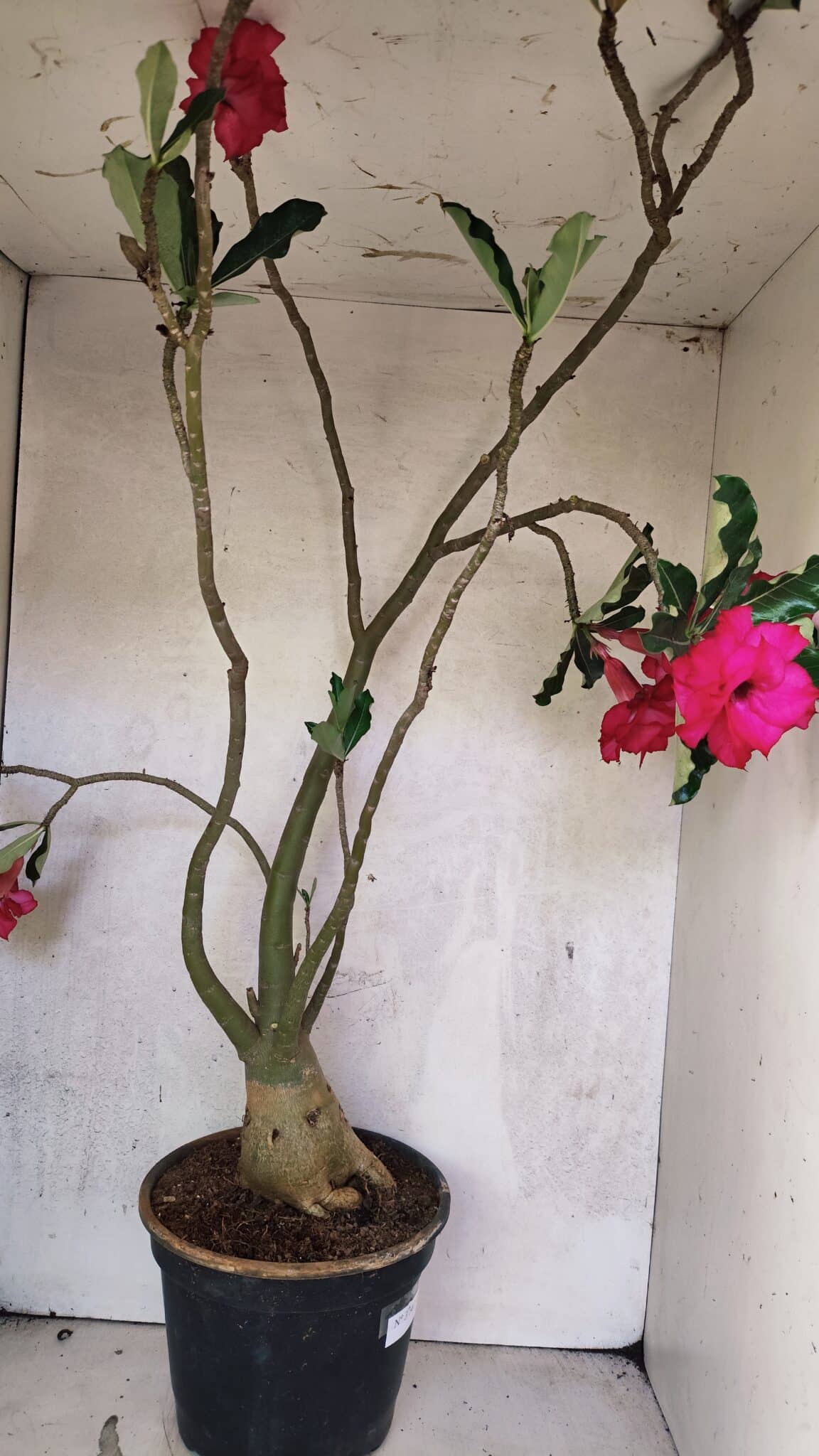 Planta Dobrada 3742 – 60cm – 04 anos - foto 8