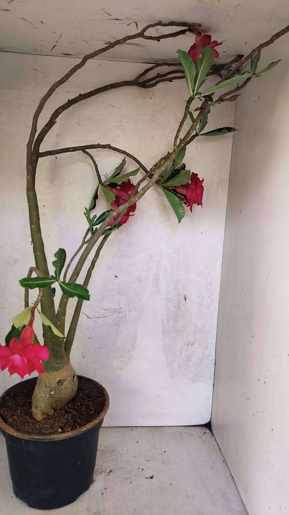 Planta Dobrada 3742 – 60cm – 04 anos - foto 6
