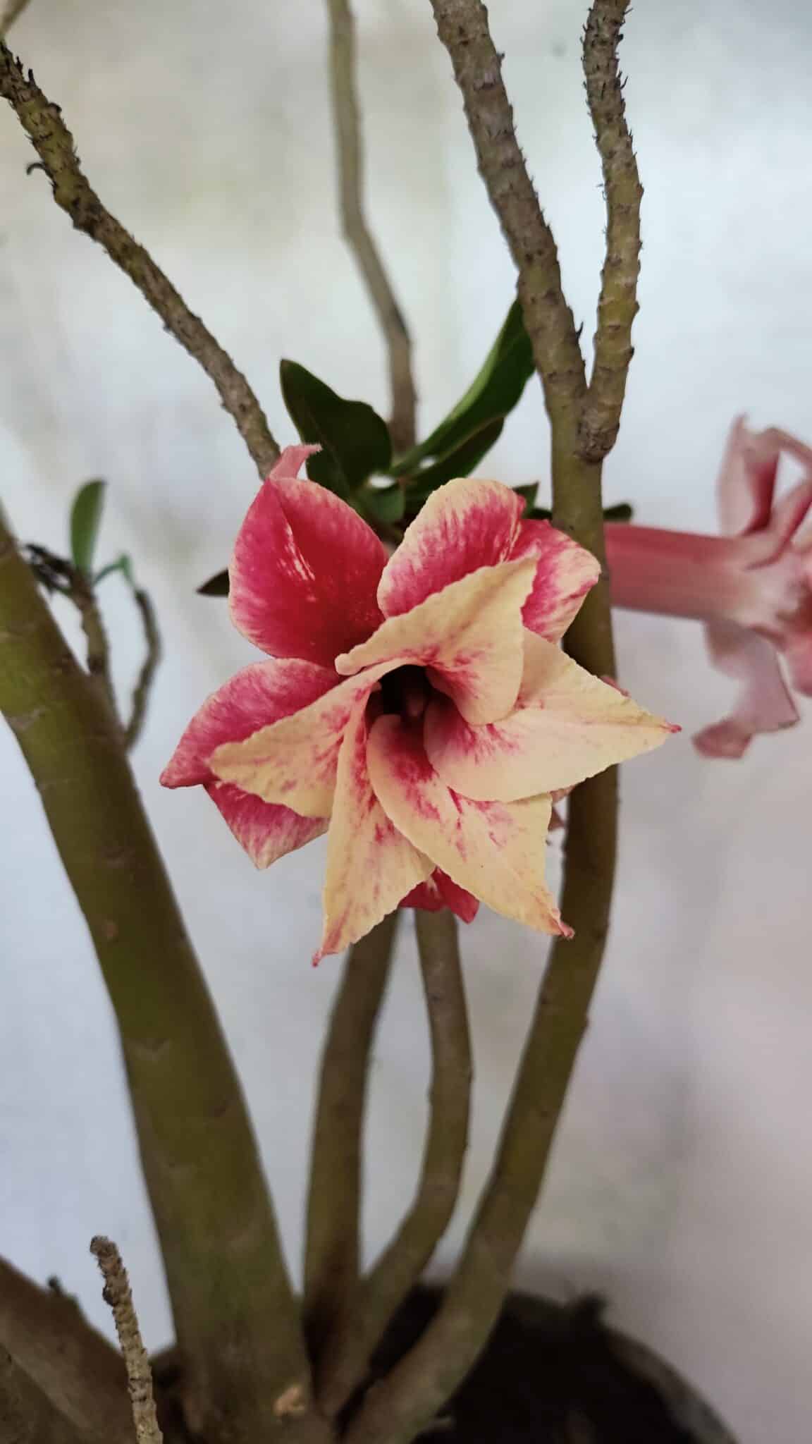 Planta Dobrada 3743 – 60cm – 04 anos - foto 3