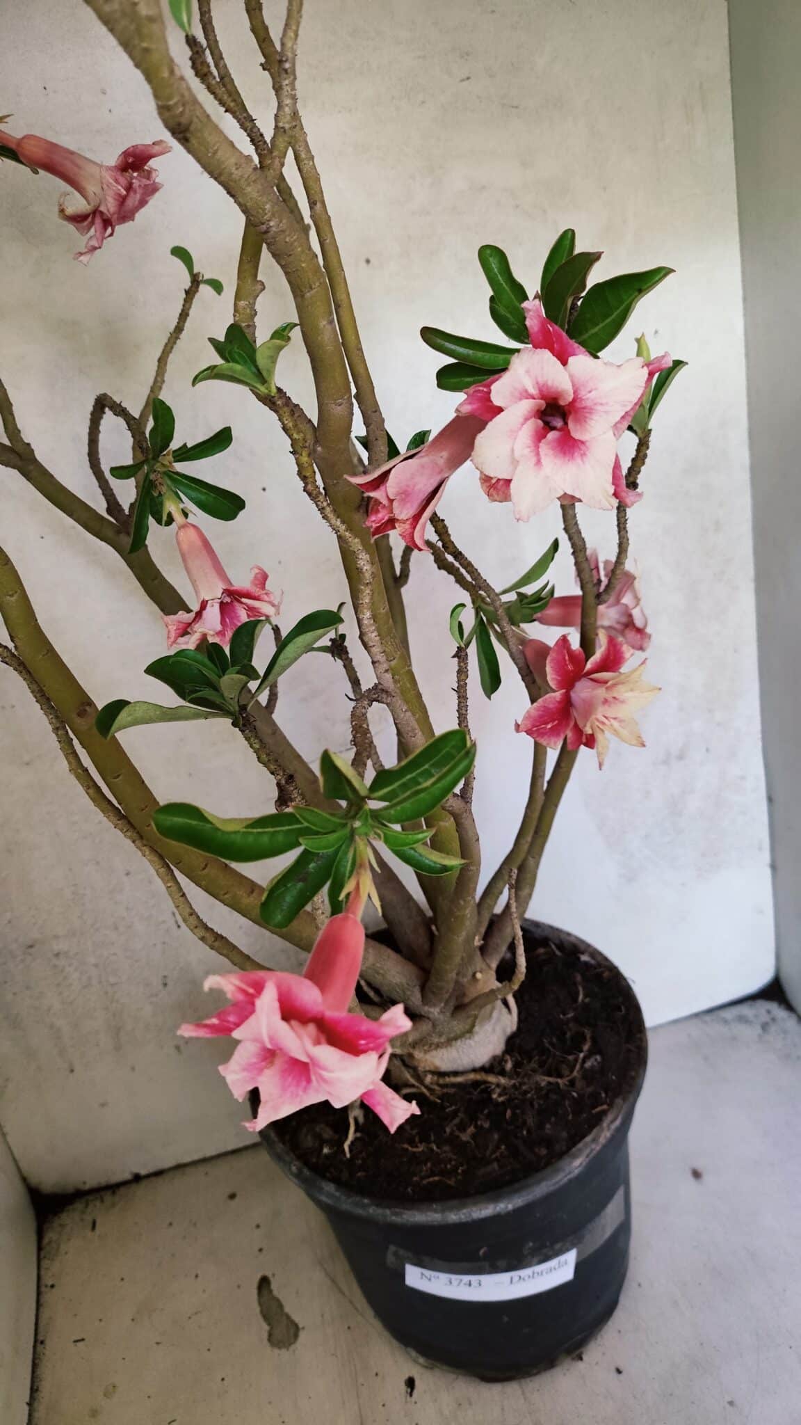 Planta Dobrada 3743 – 60cm – 04 anos - foto 4