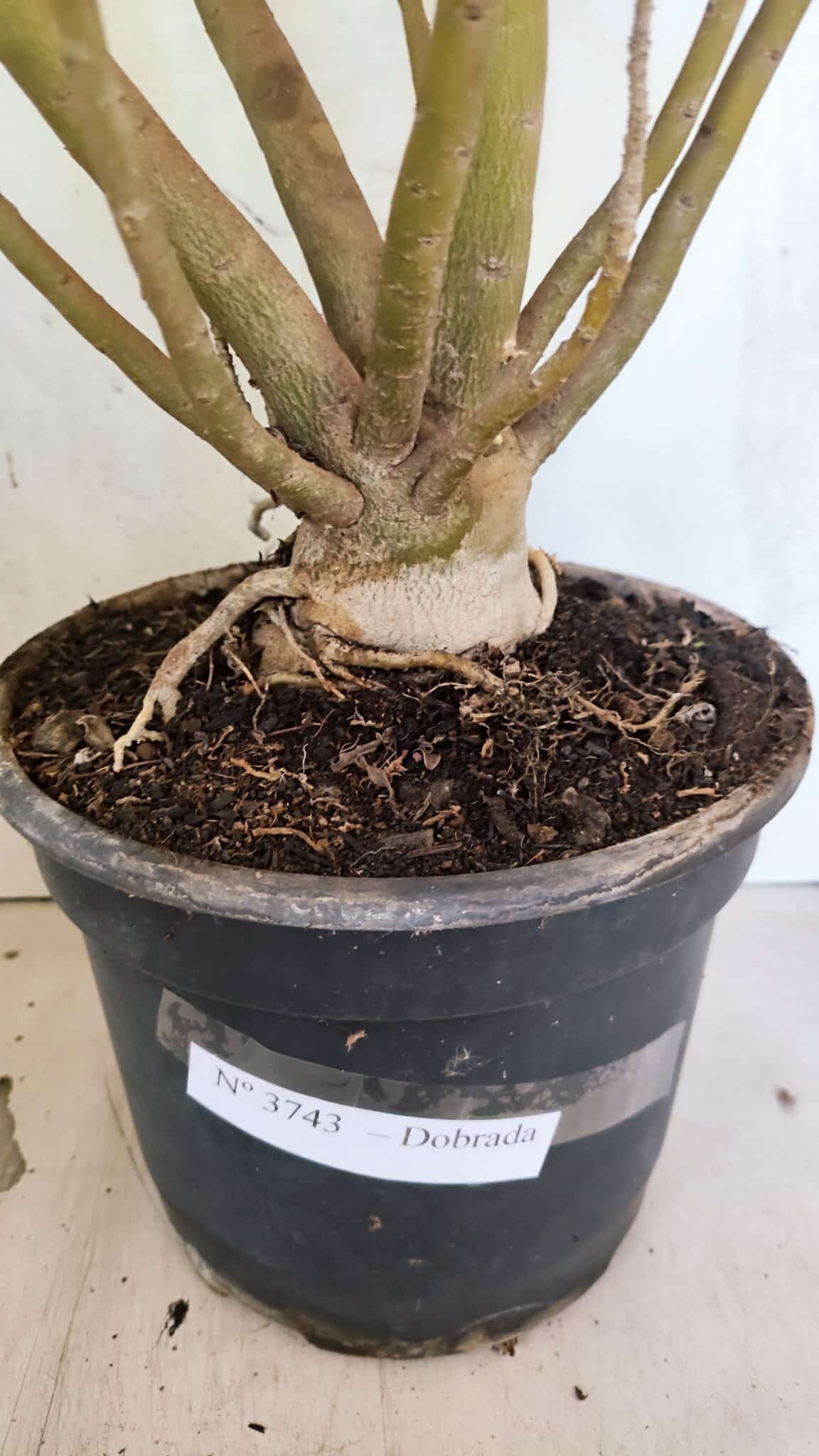Planta Dobrada 3743 – 60cm – 04 anos - foto 8