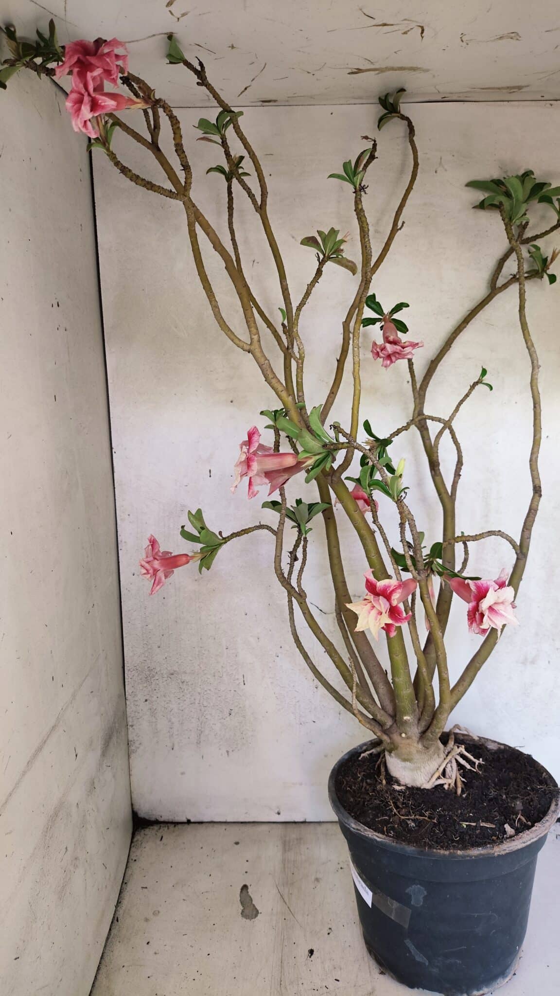 Planta Dobrada 3743 – 60cm – 04 anos - foto 7