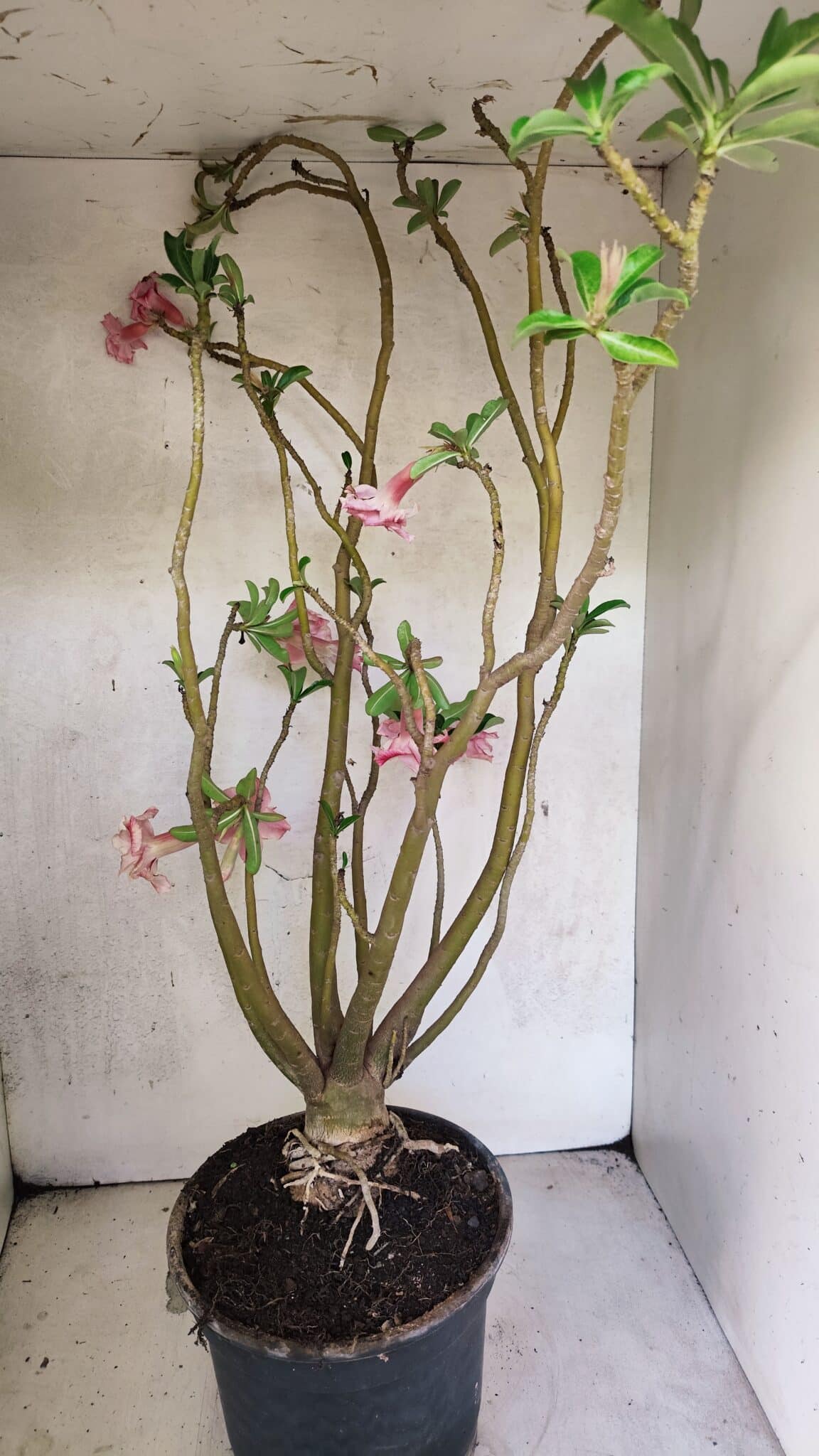 Planta Dobrada 3743 – 60cm – 04 anos - foto 6