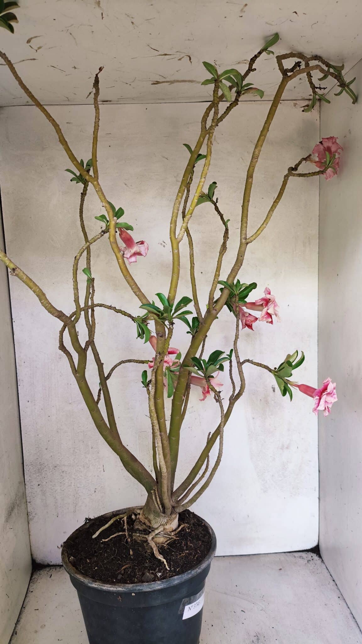 Planta Dobrada 3743 – 60cm – 04 anos - foto 5