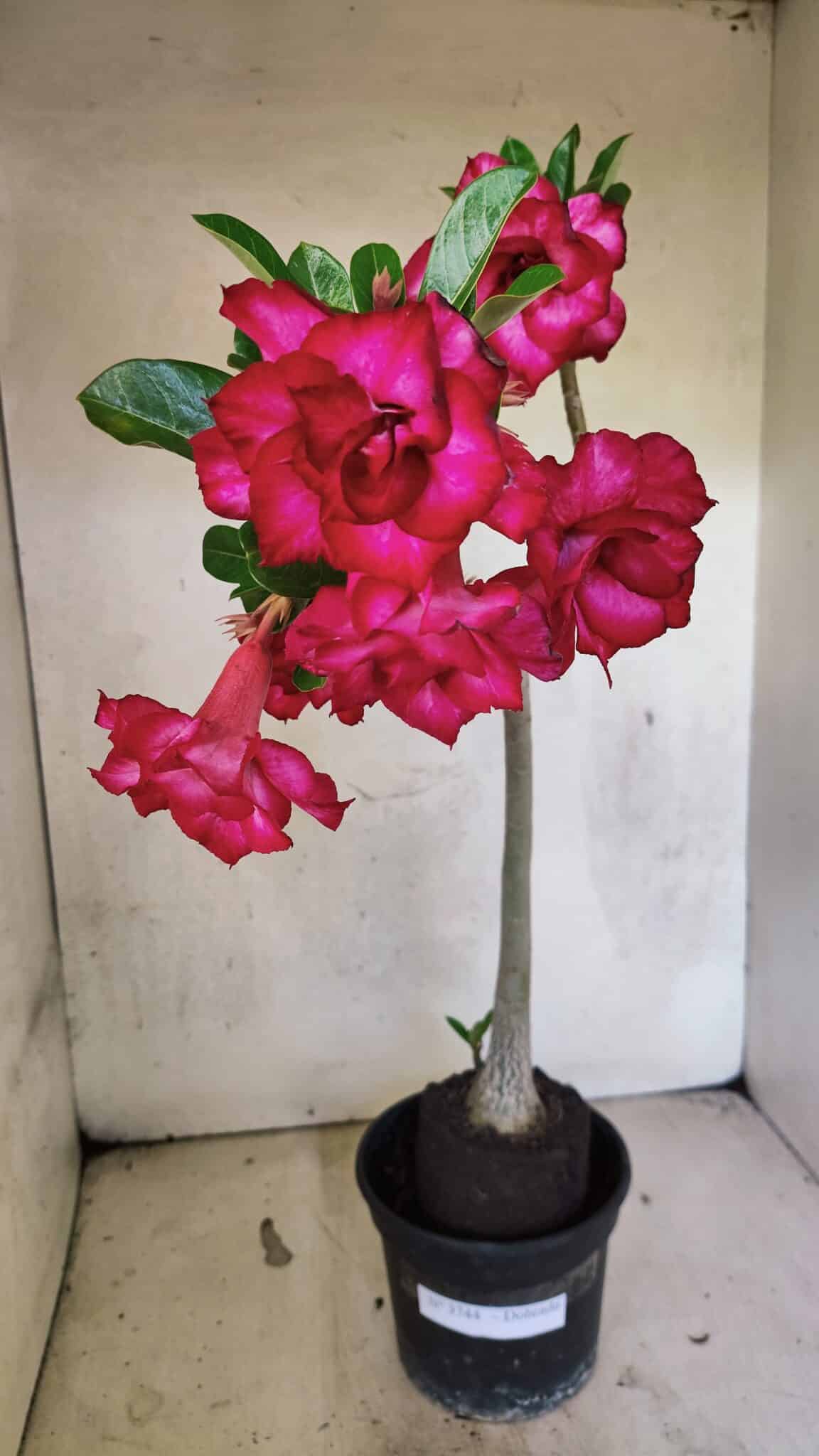 Planta Dobrada 3744 – 35cm – 03 anos - foto 2