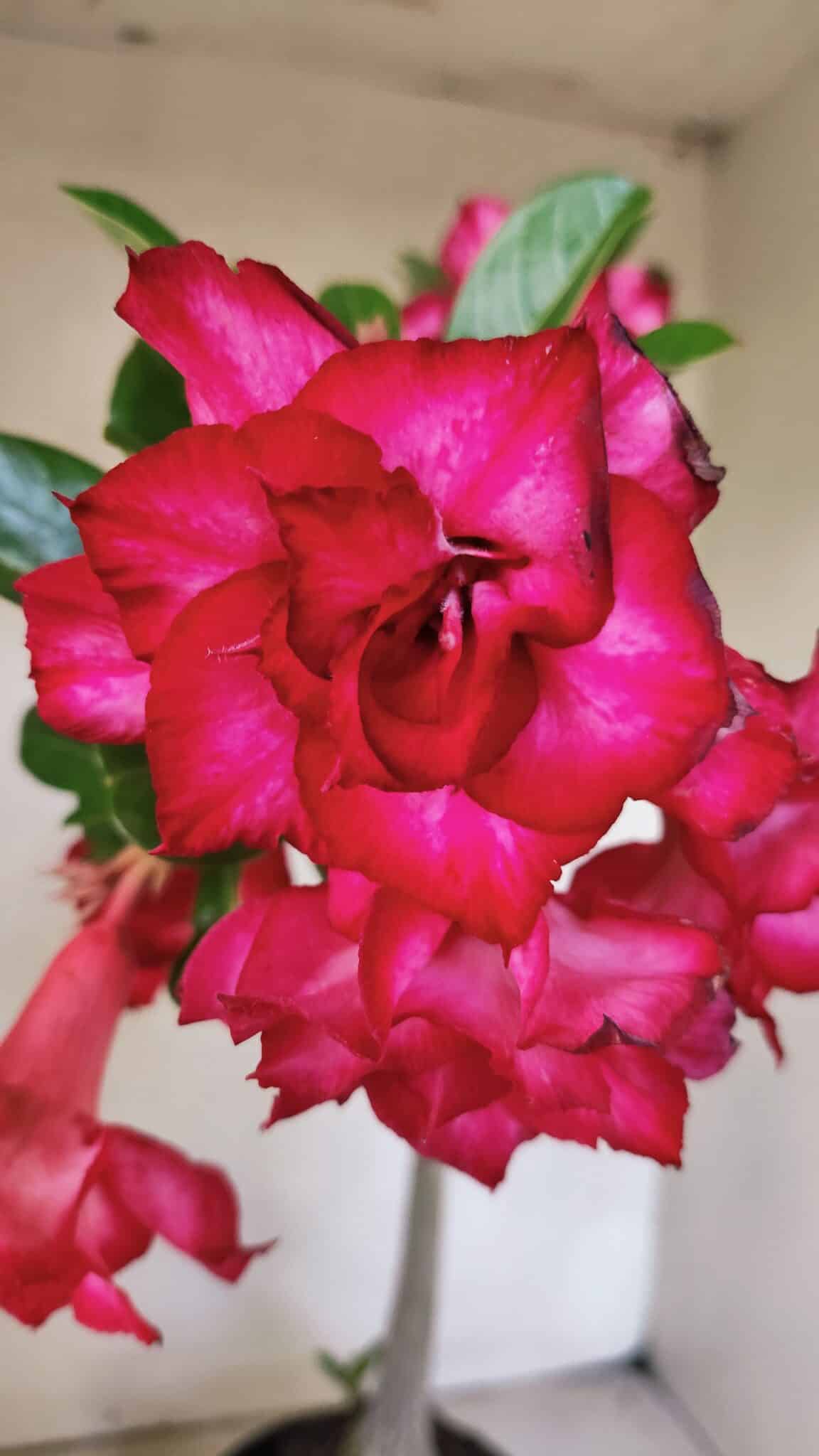 Planta Dobrada 3744 – 35cm – 03 anos - foto 4