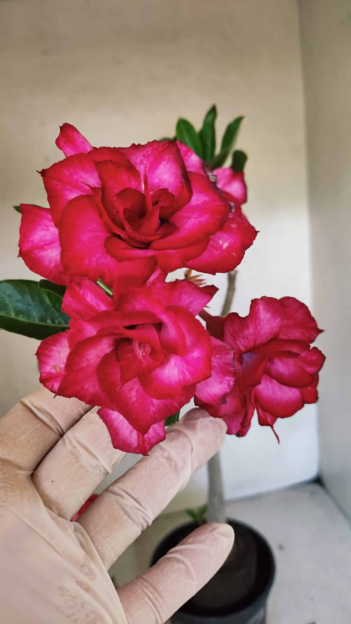 Planta Dobrada 3744 – 35cm – 03 anos - foto 3