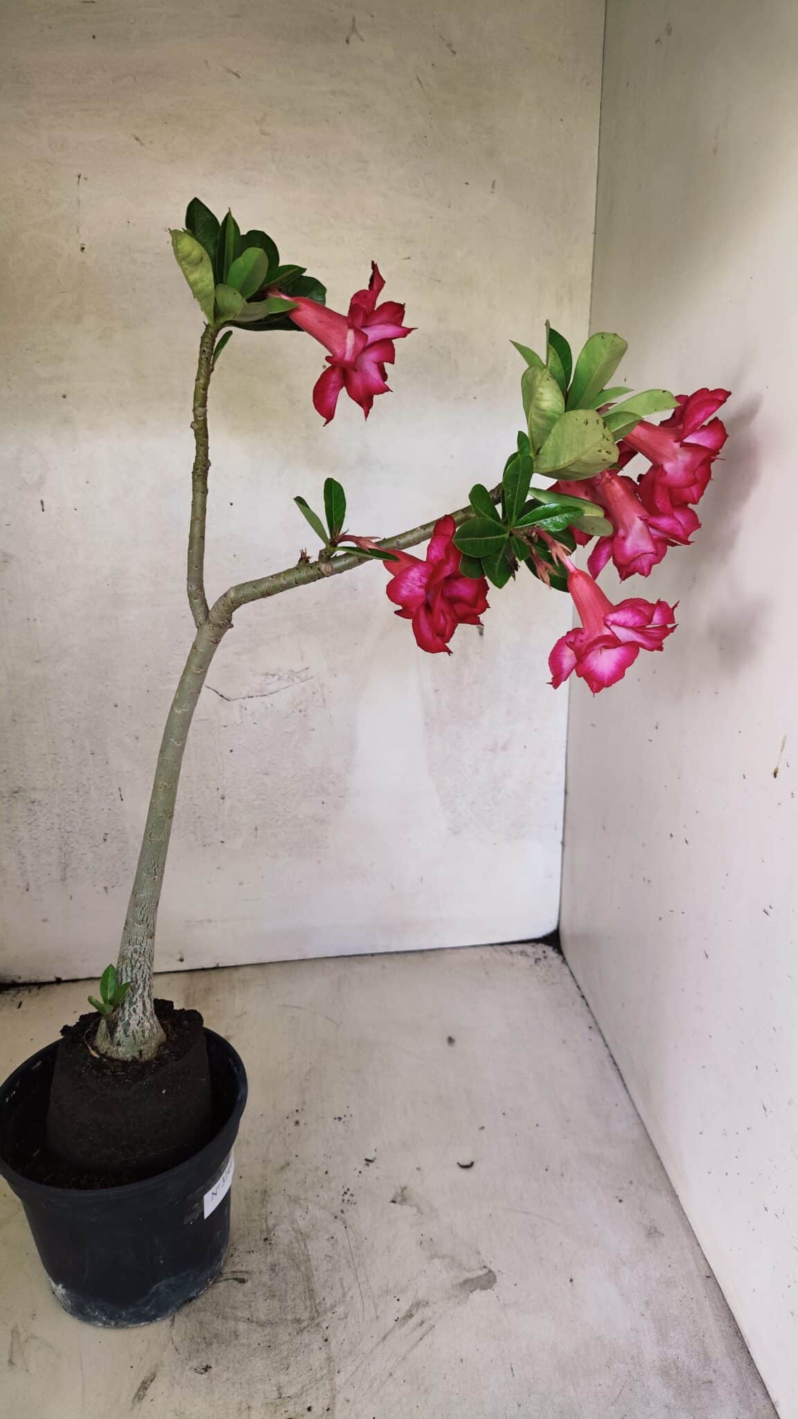 Planta Dobrada 3744 – 35cm – 03 anos - foto 6