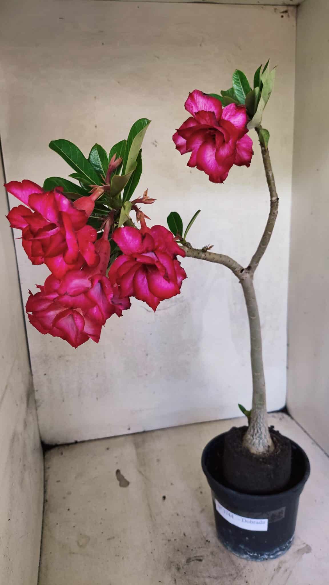 Planta Dobrada 3744 – 35cm – 03 anos - foto 5