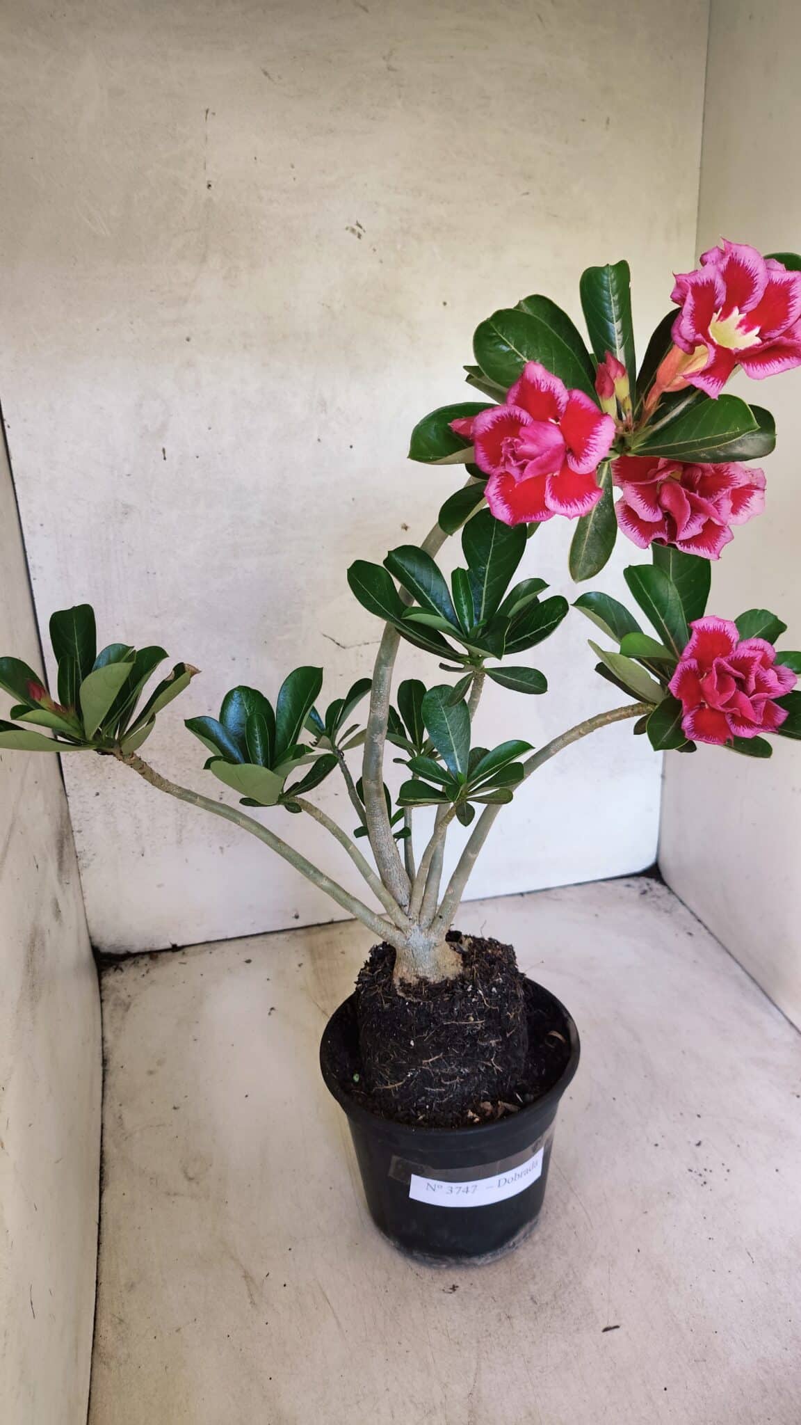 Planta Dobrada 3747 – 35cm – 03 anos - foto 2