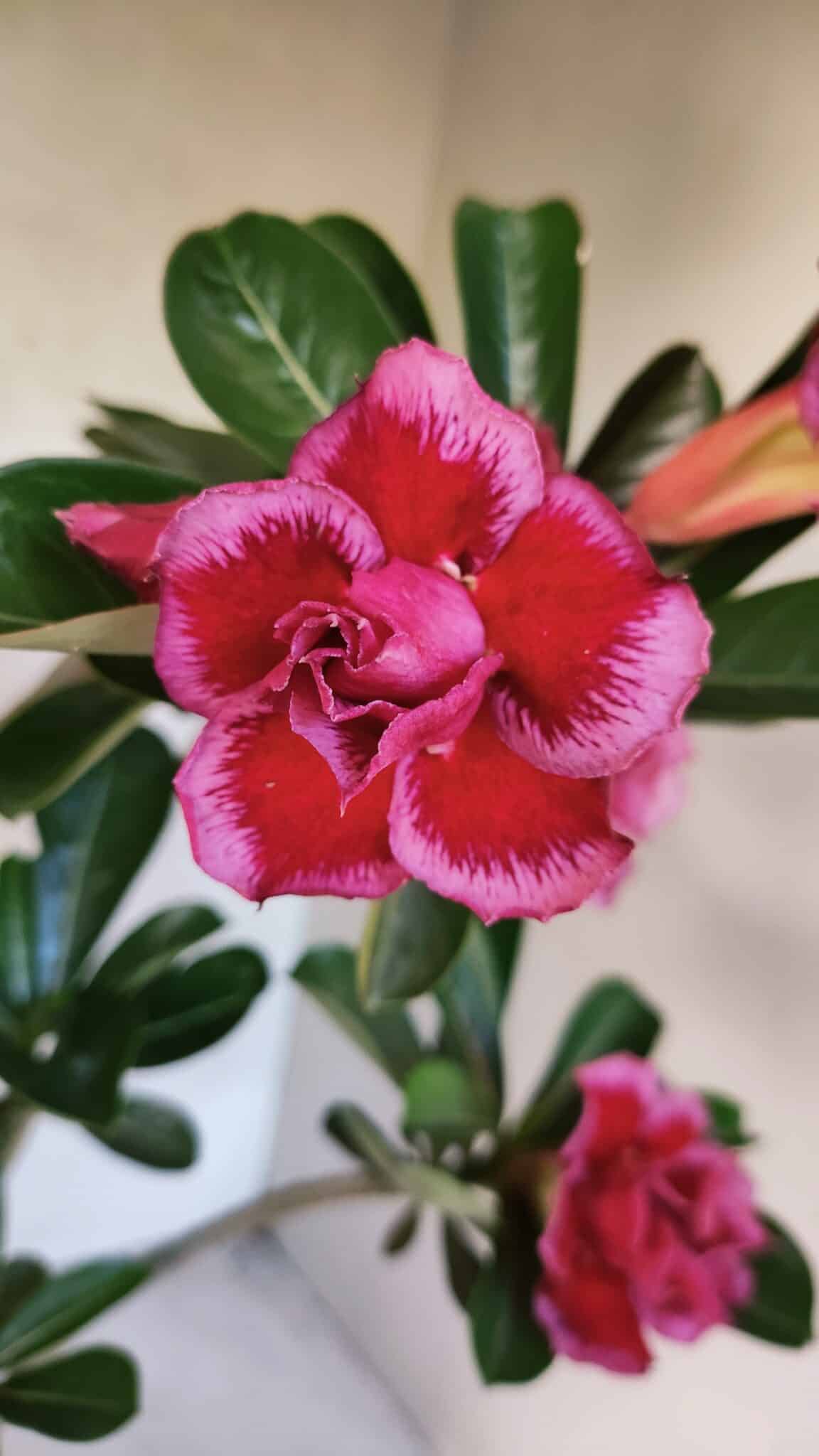 Planta Dobrada 3747 – 35cm – 03 anos - foto 3