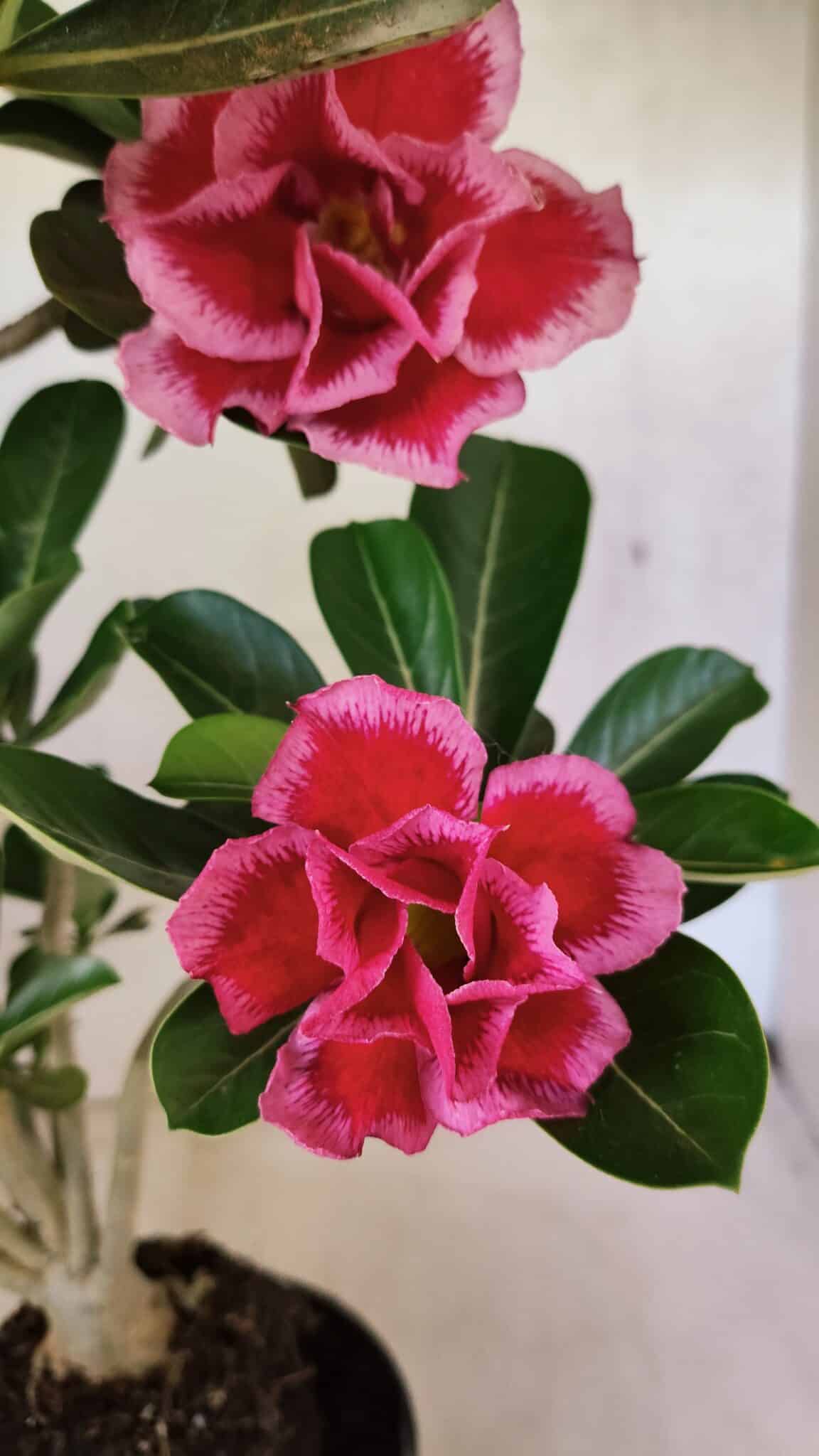 Planta Dobrada 3747 – 35cm – 03 anos - foto 4
