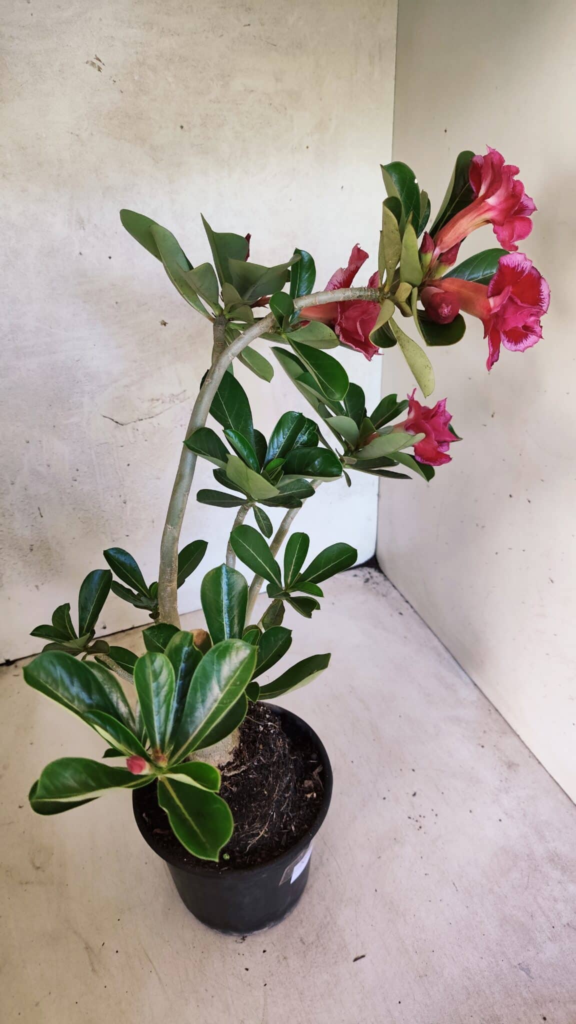 Planta Dobrada 3747 – 35cm – 03 anos - foto 7