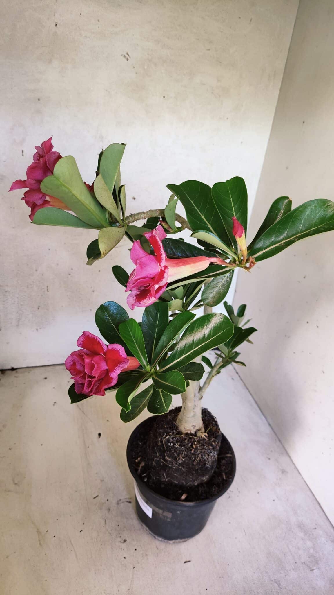 Planta Dobrada 3747 – 35cm – 03 anos - foto 6