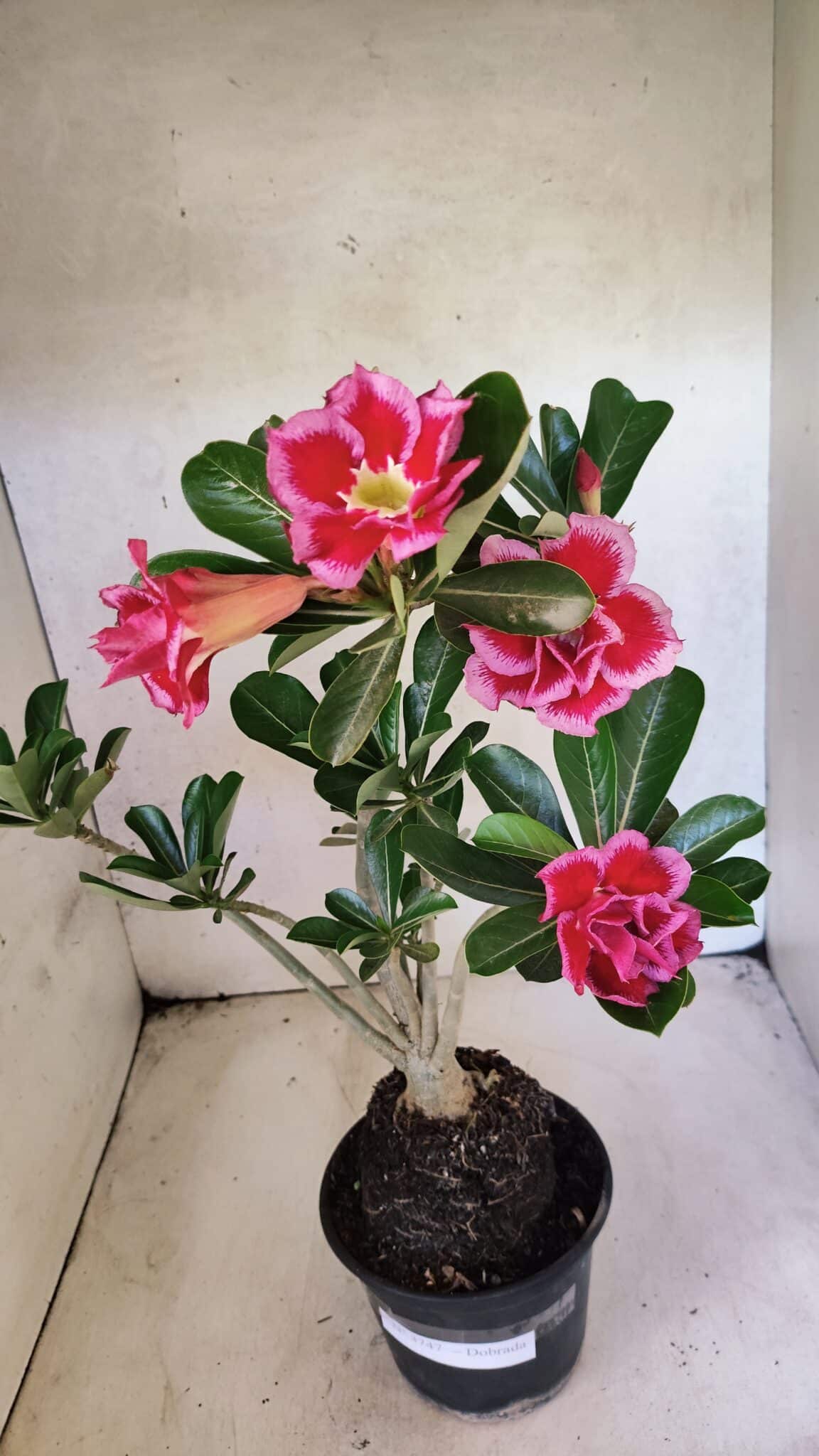 Planta Dobrada 3747 – 35cm – 03 anos - foto 5