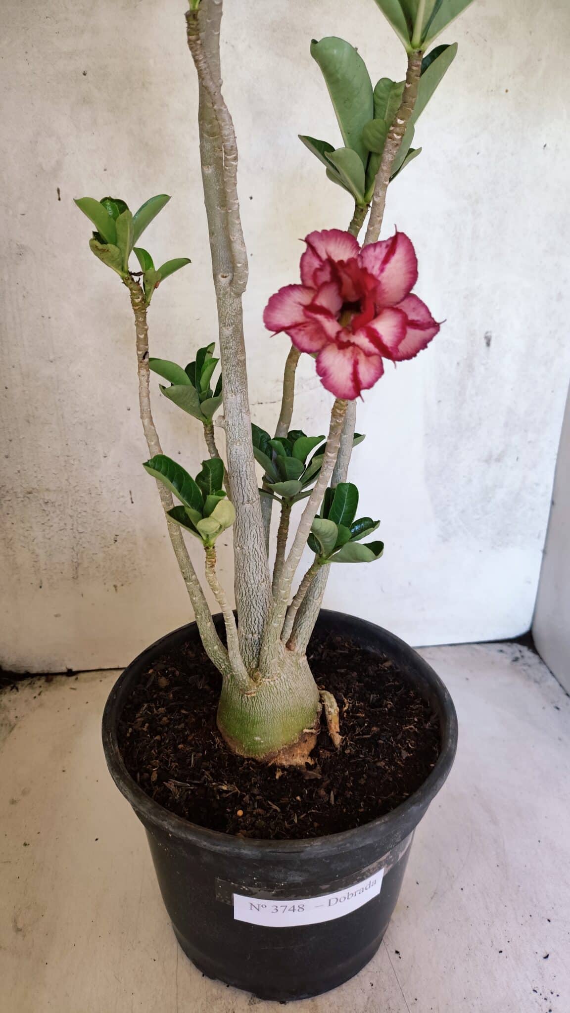 Planta Dobrada 3748 – 50cm – 04 anos - foto 2