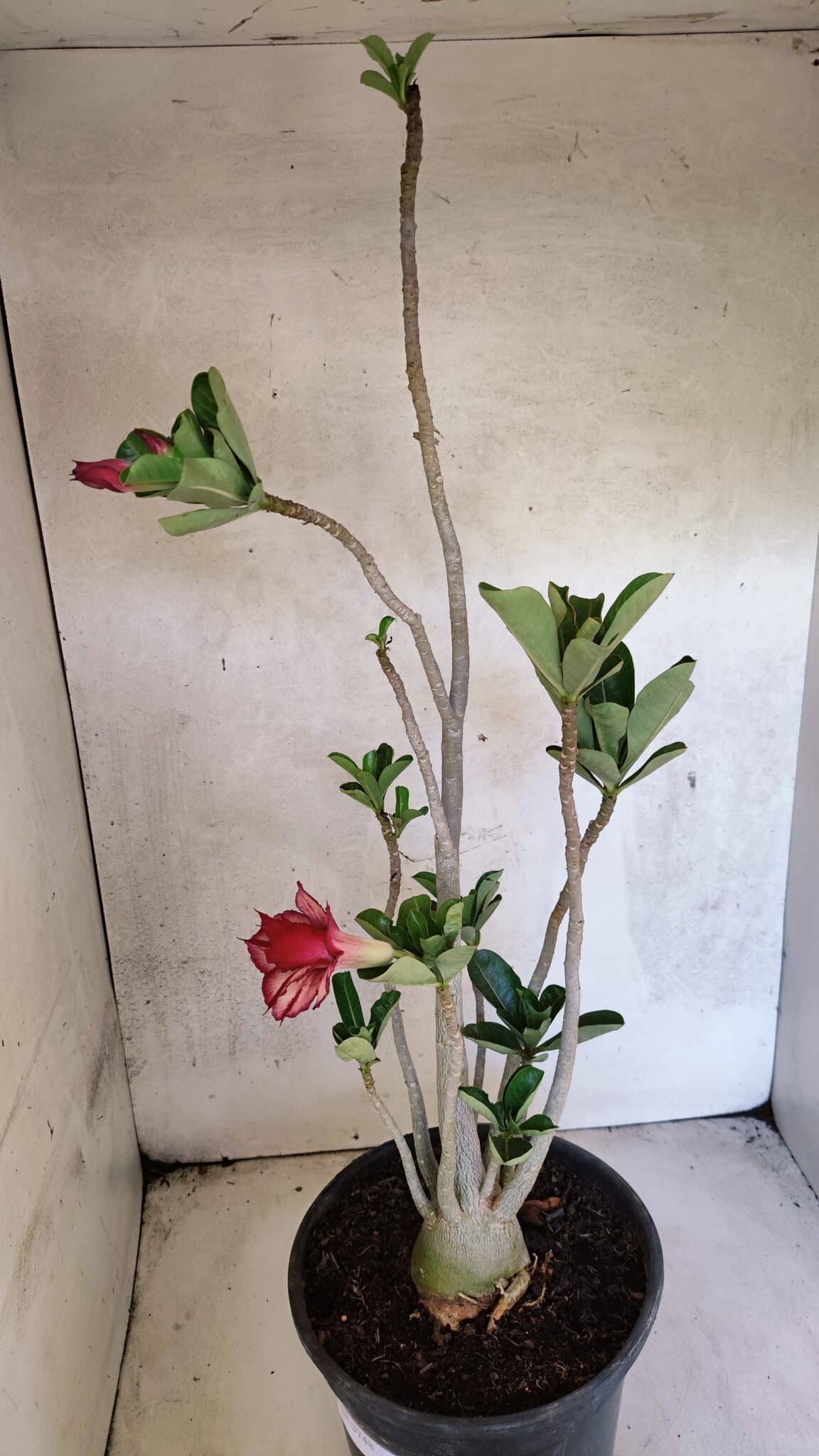 Planta Dobrada 3748 – 50cm – 04 anos - foto 7