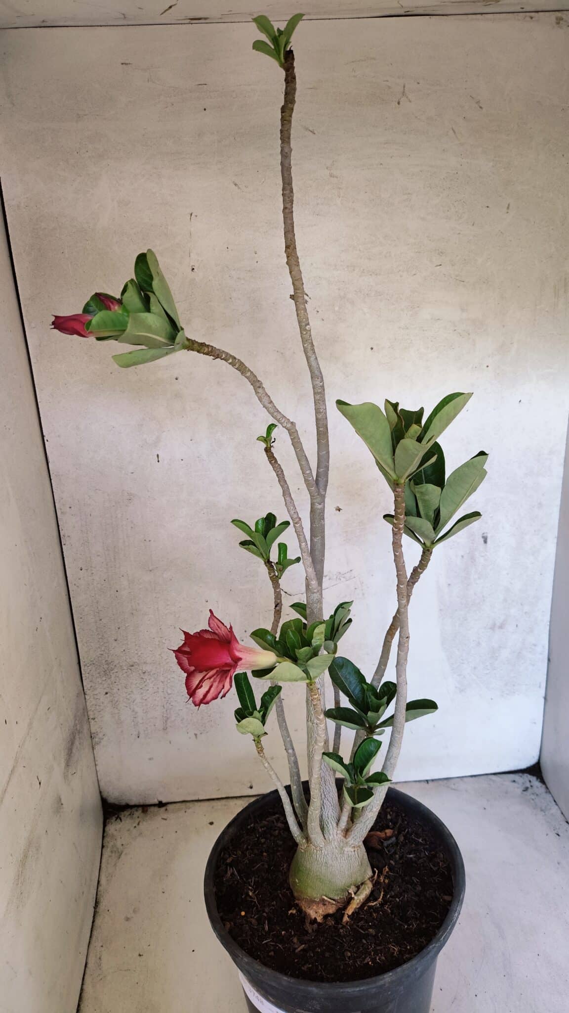 Planta Dobrada 3748 – 50cm – 04 anos - foto 6