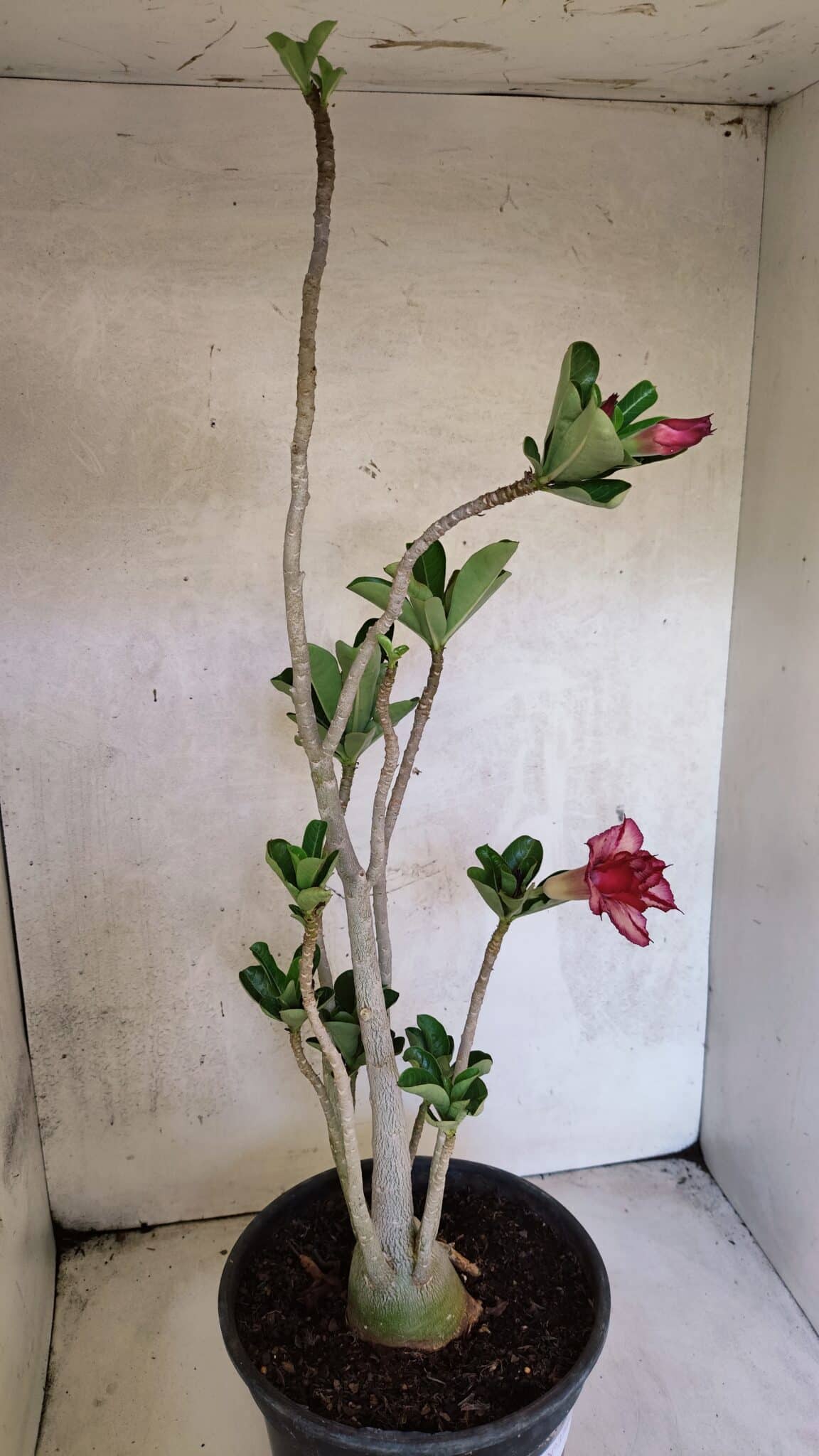 Planta Dobrada 3748 – 50cm – 04 anos - foto 5
