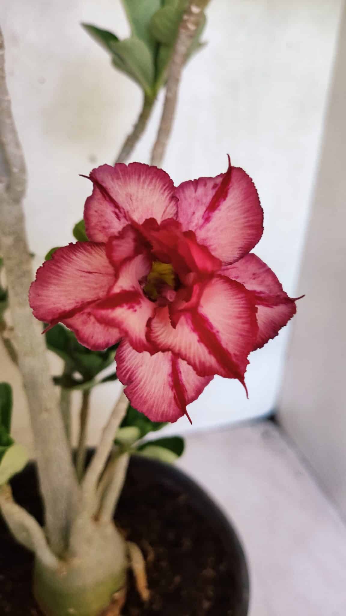 Planta Dobrada 3748 – 50cm – 04 anos - foto 3