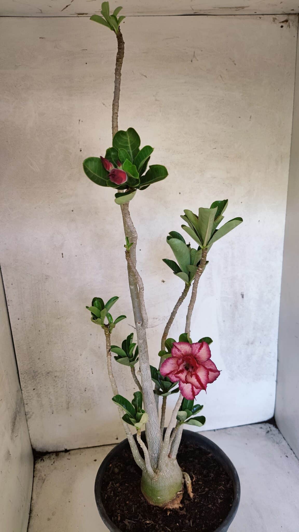 Planta Dobrada 3748 – 50cm – 04 anos - foto 4
