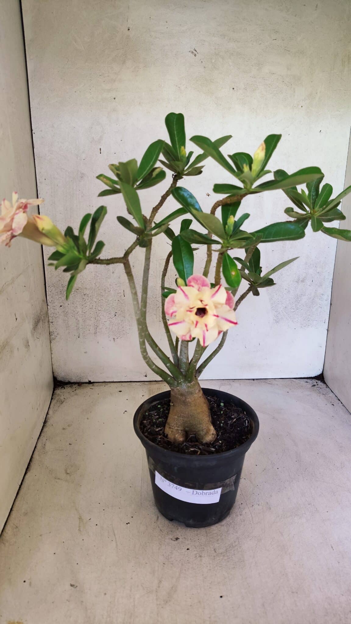 Planta Dobrada 3749 – 35cm – 03 anos - foto 2