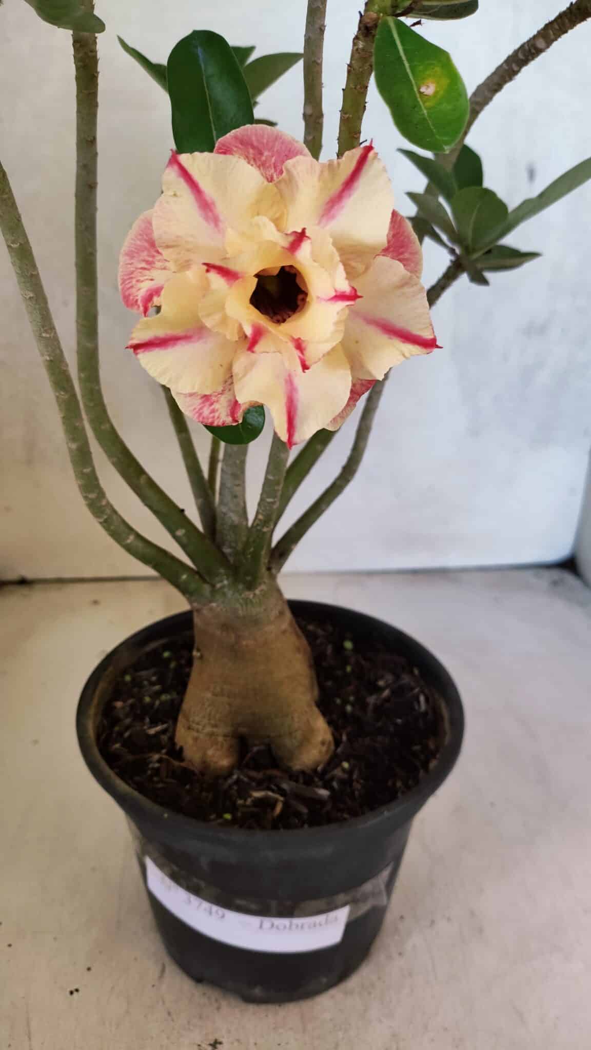 Planta Dobrada 3749 – 35cm – 03 anos - foto 6