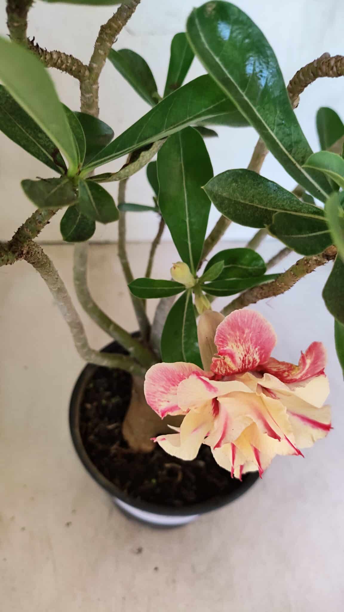 Planta Dobrada 3749 – 35cm – 03 anos - foto 4