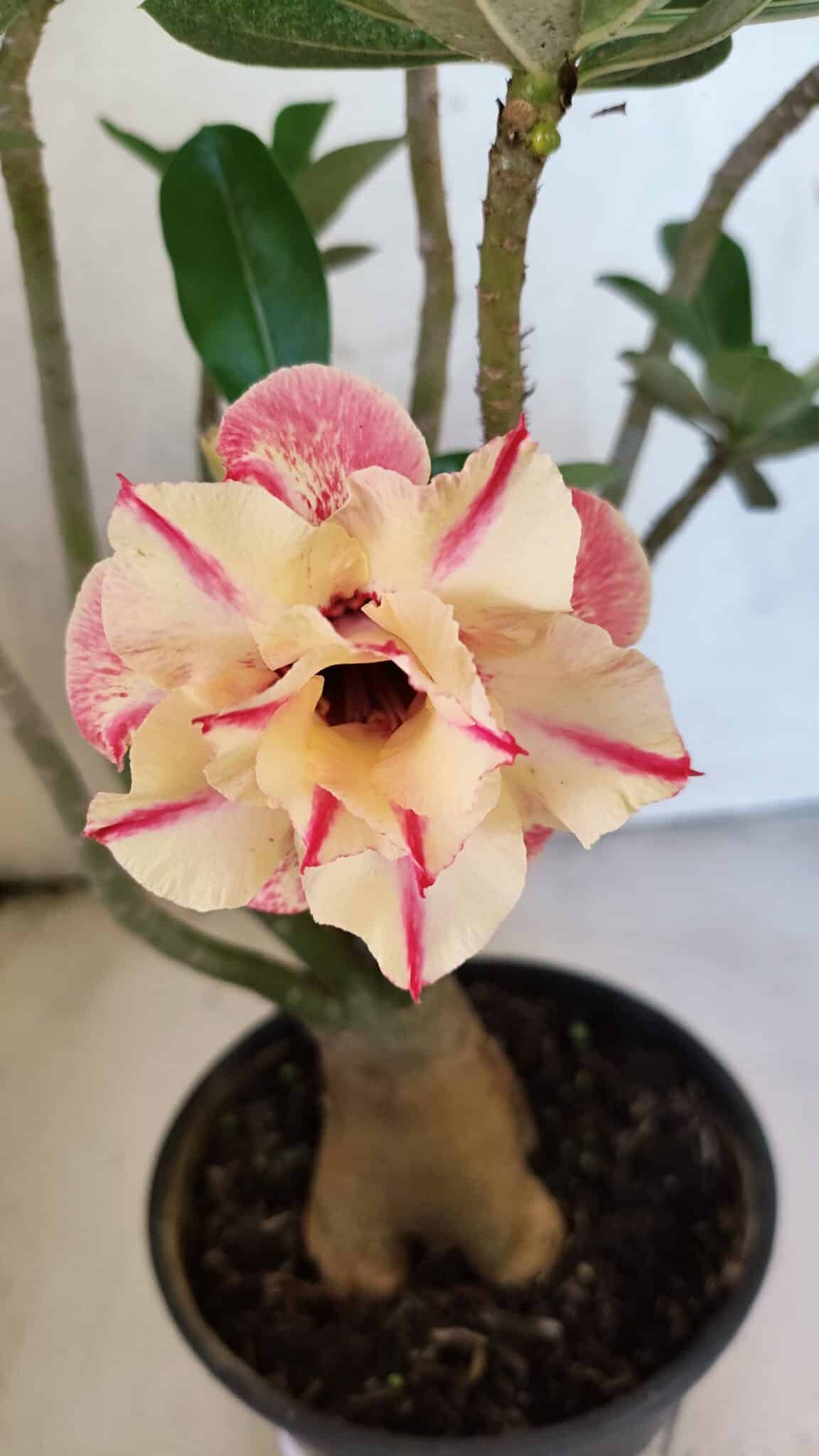 Planta Dobrada 3749 – 35cm – 03 anos - foto 3